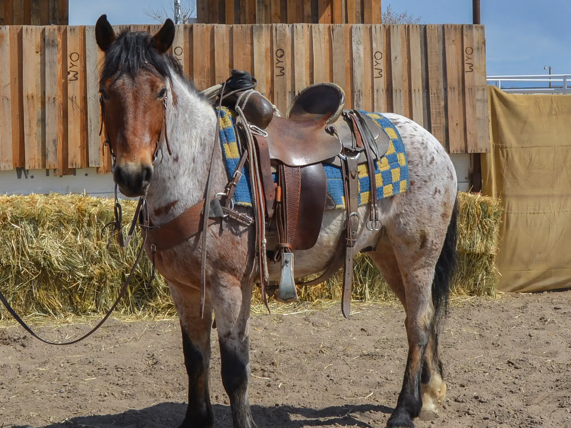 Seal roan horse