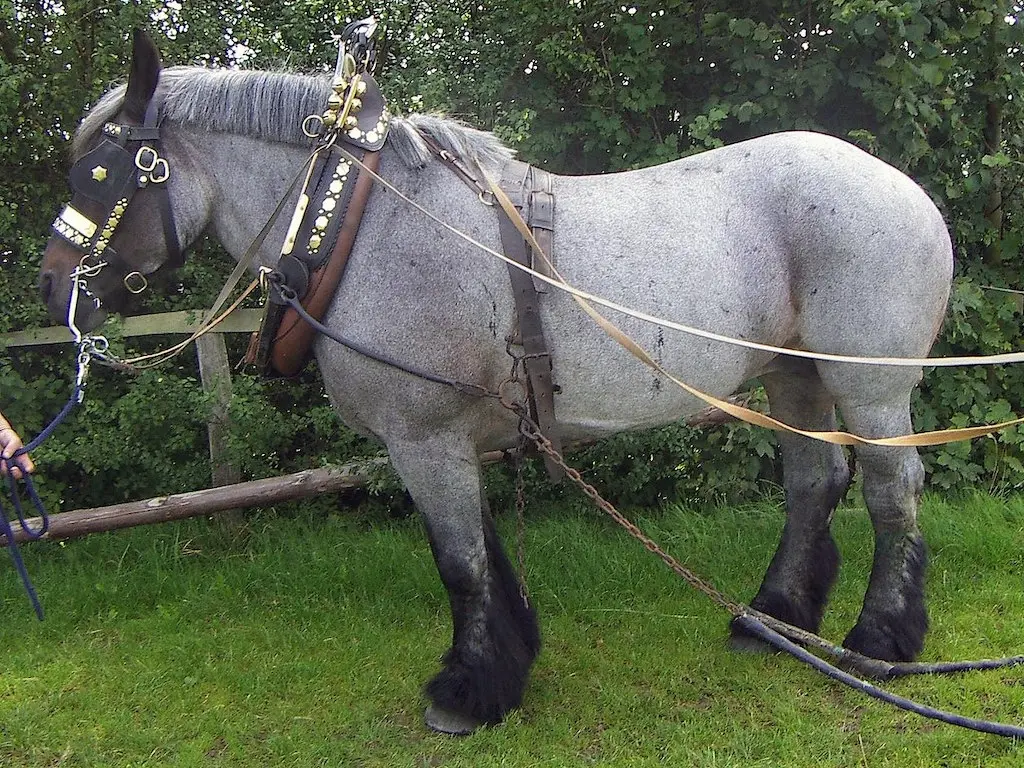 Seal roan horse