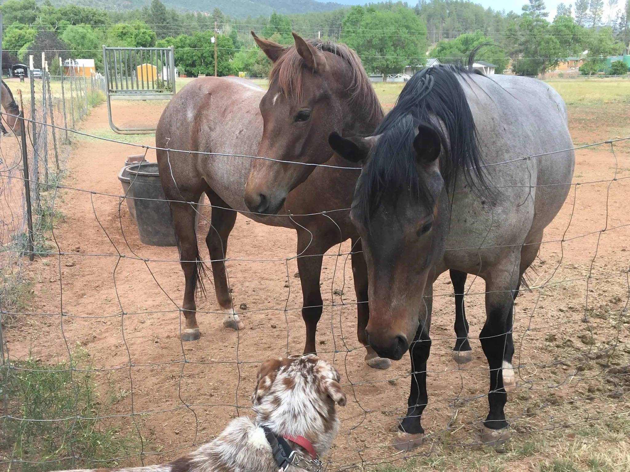 Seal roan horse