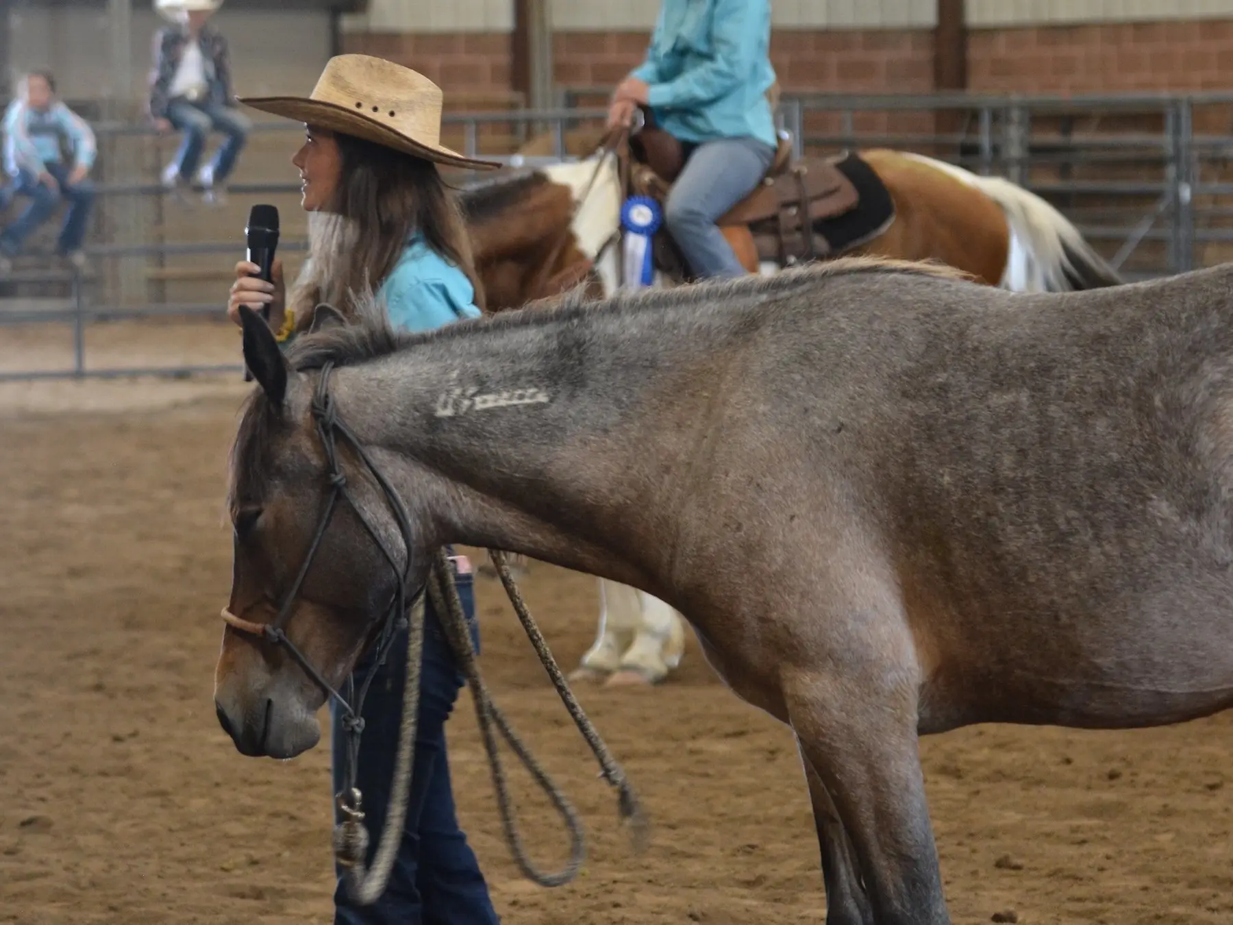 Seal roan horse