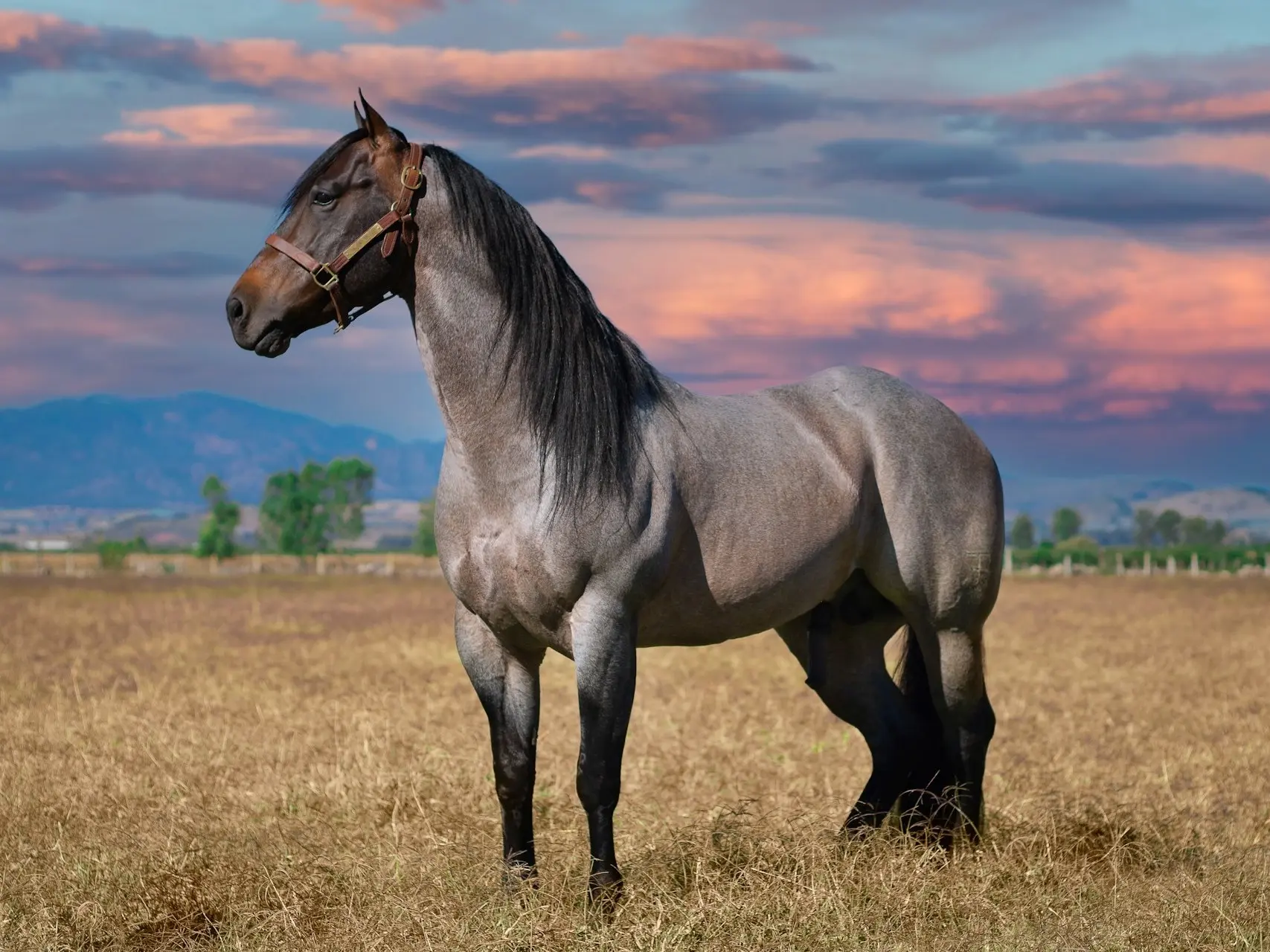 Seal roan horse