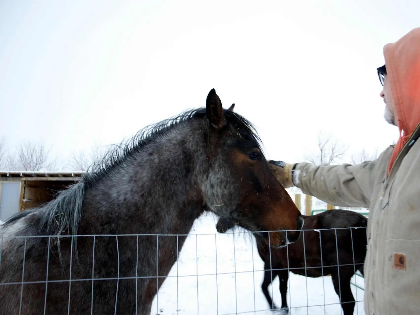 Seal roan horse