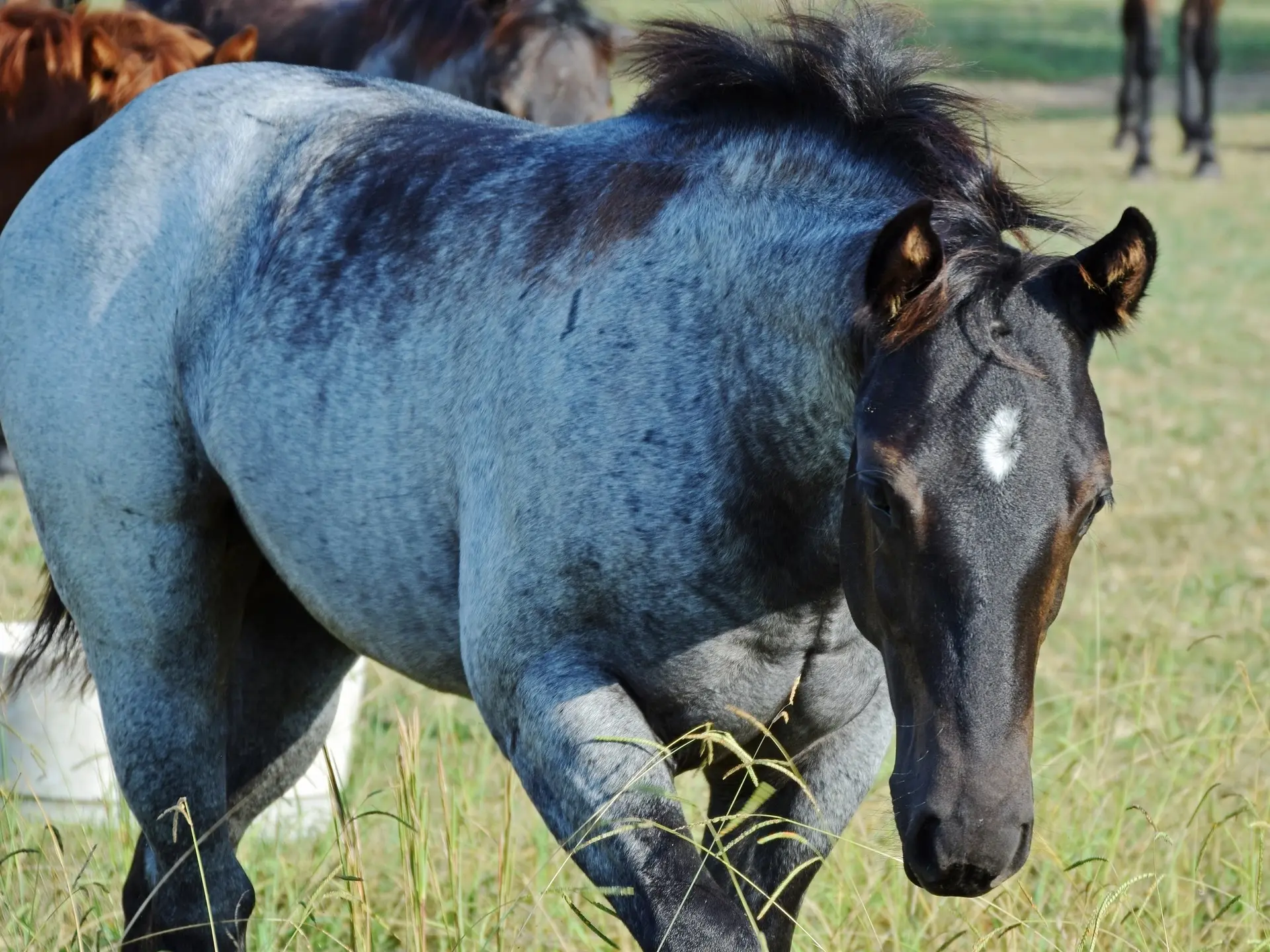 Seal roan horse