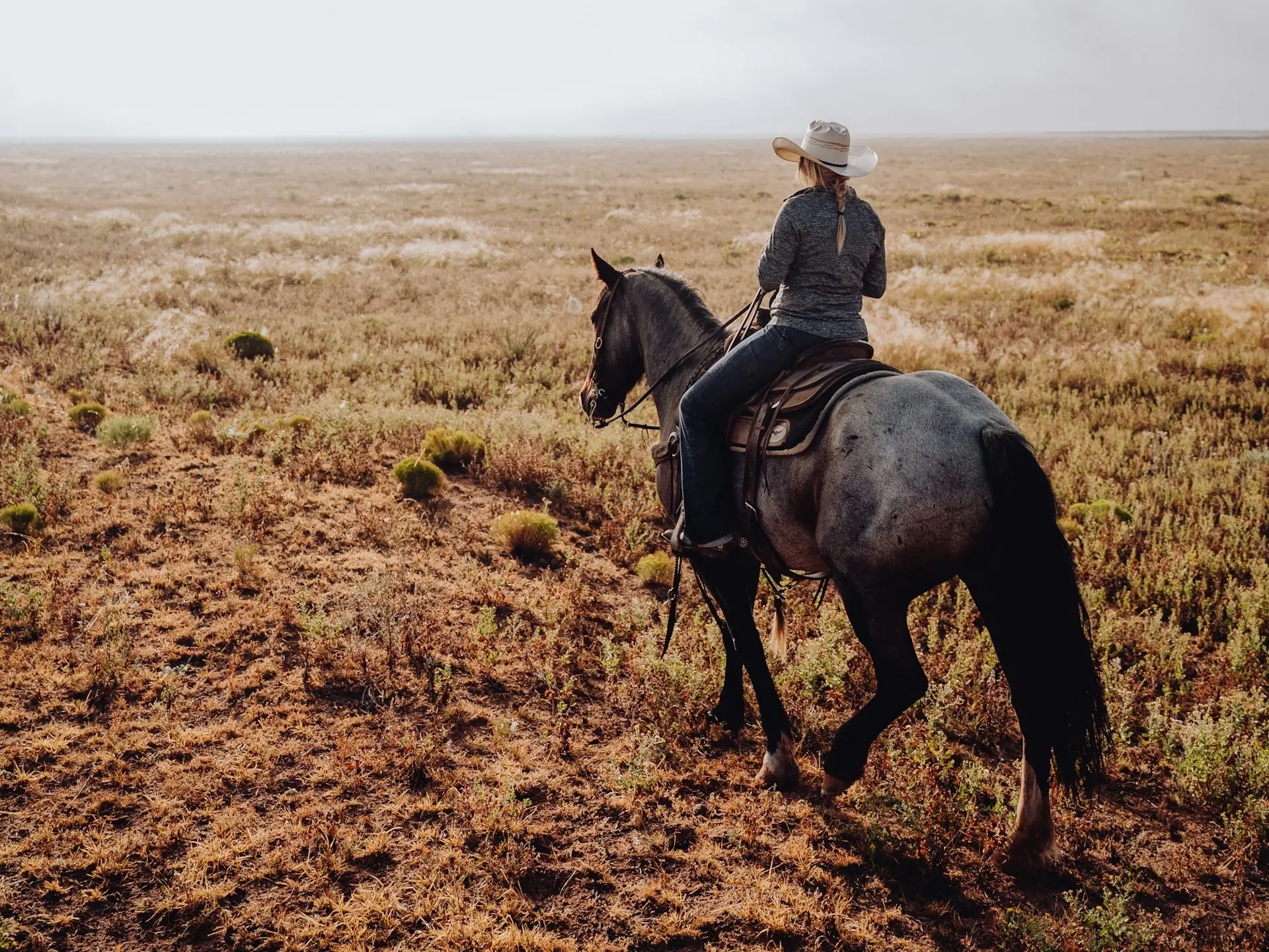 Seal roan horse