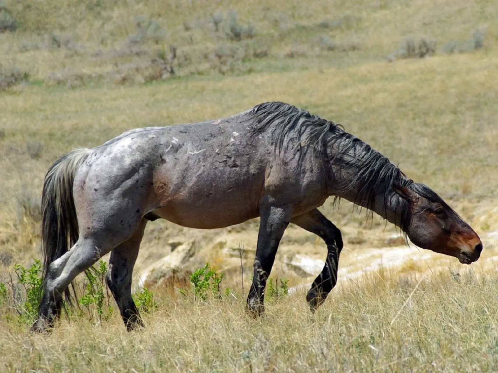 Seal roan horse