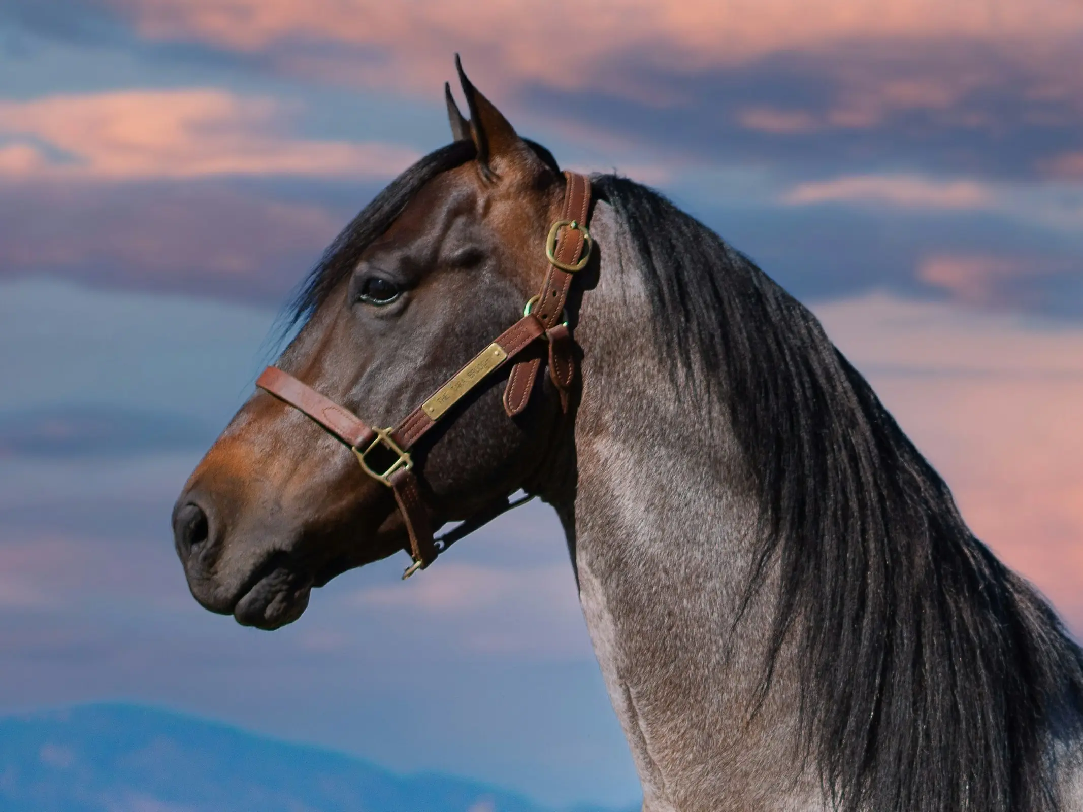 Seal roan horse