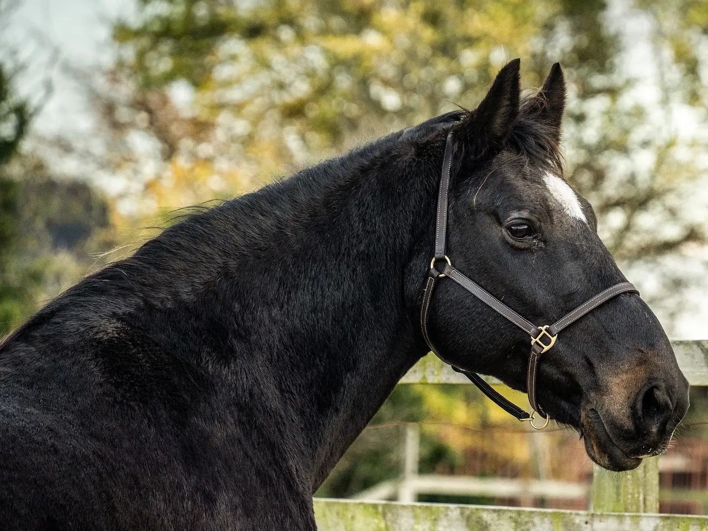 Brown horse in winter