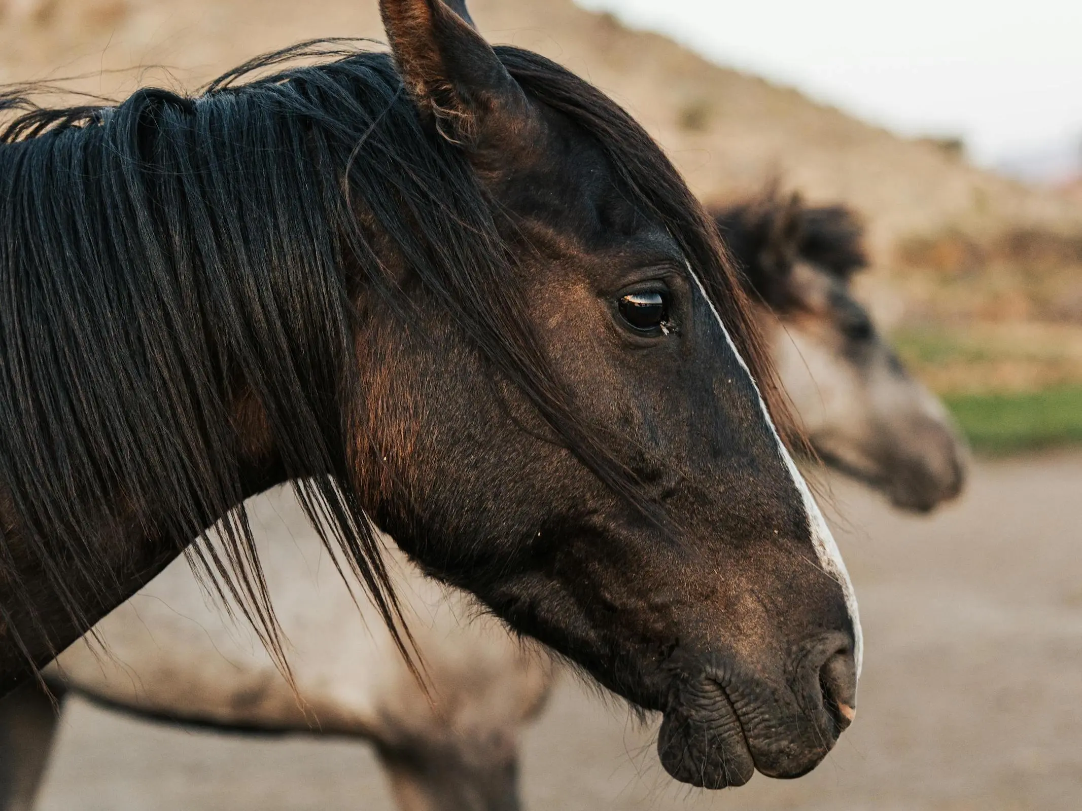 Seasonal black horse