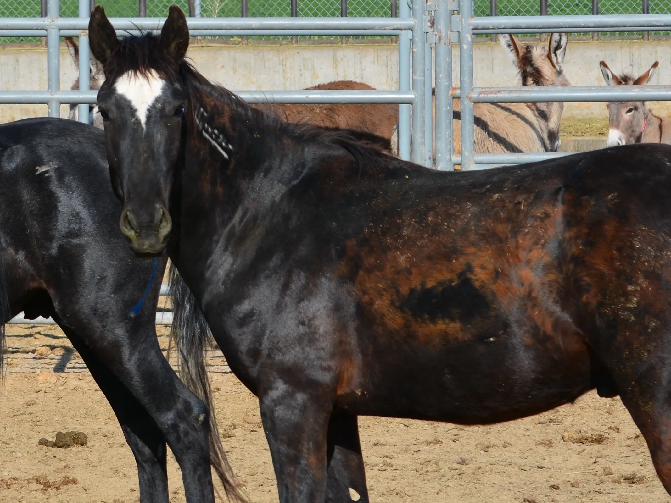 Seasonal black horse