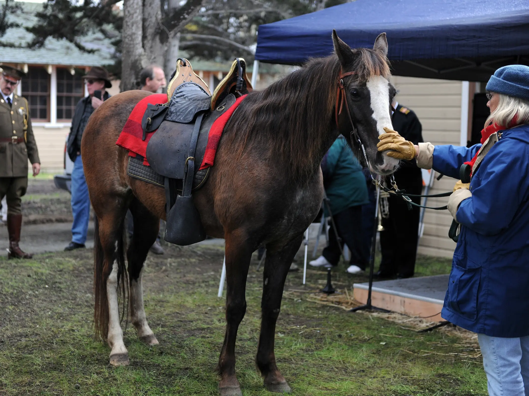 Seasonal black horse