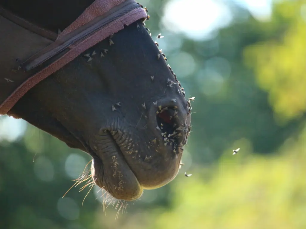 Close up of horse nose covered in flies