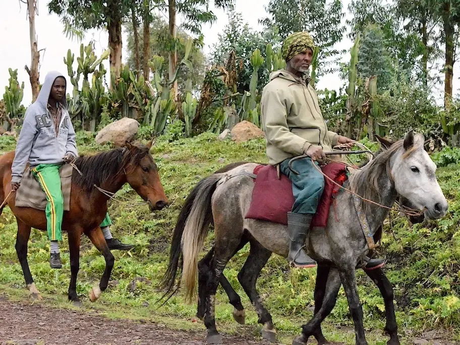 Oromo Horse