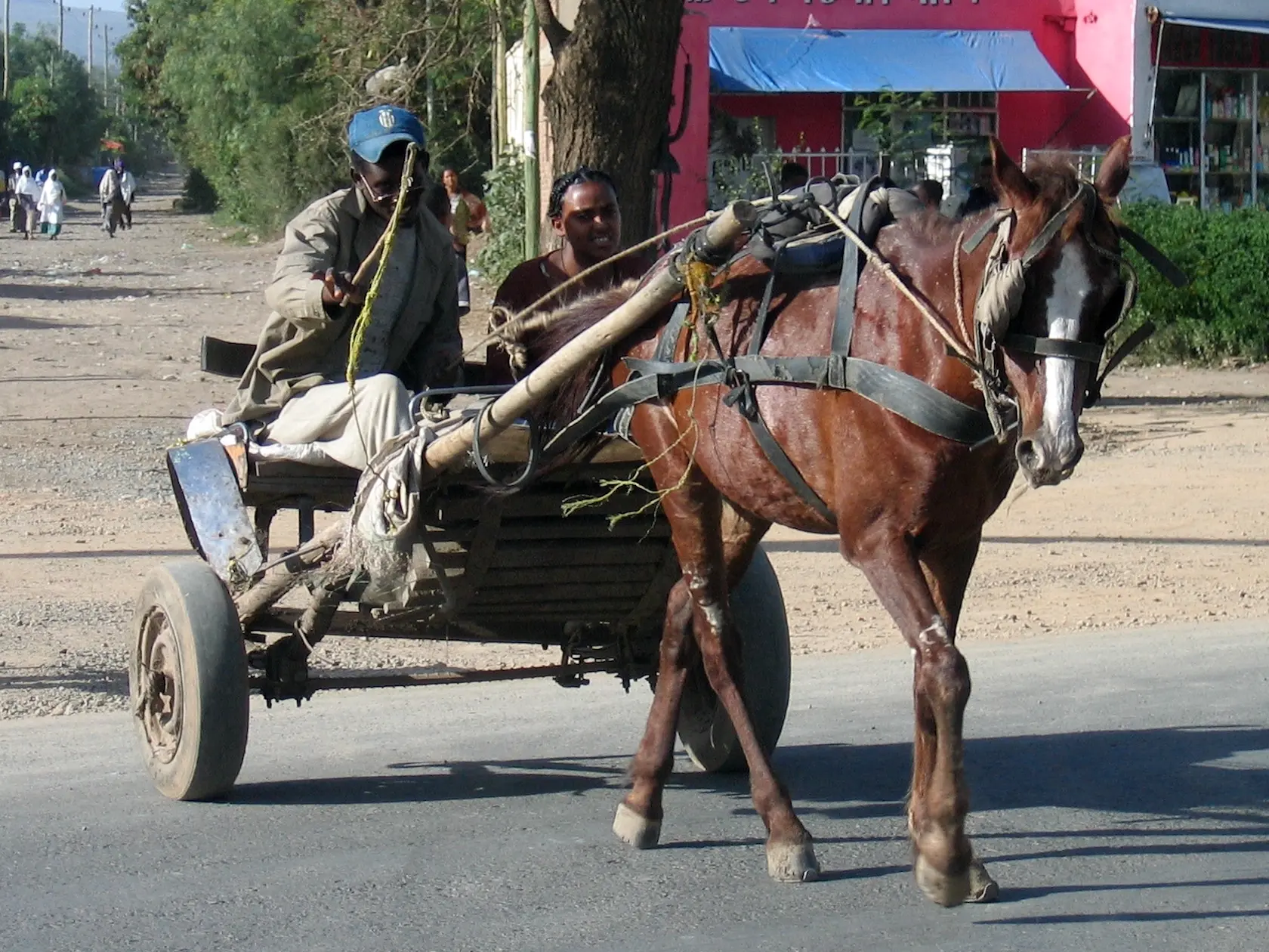 Selale or Oromo Horse