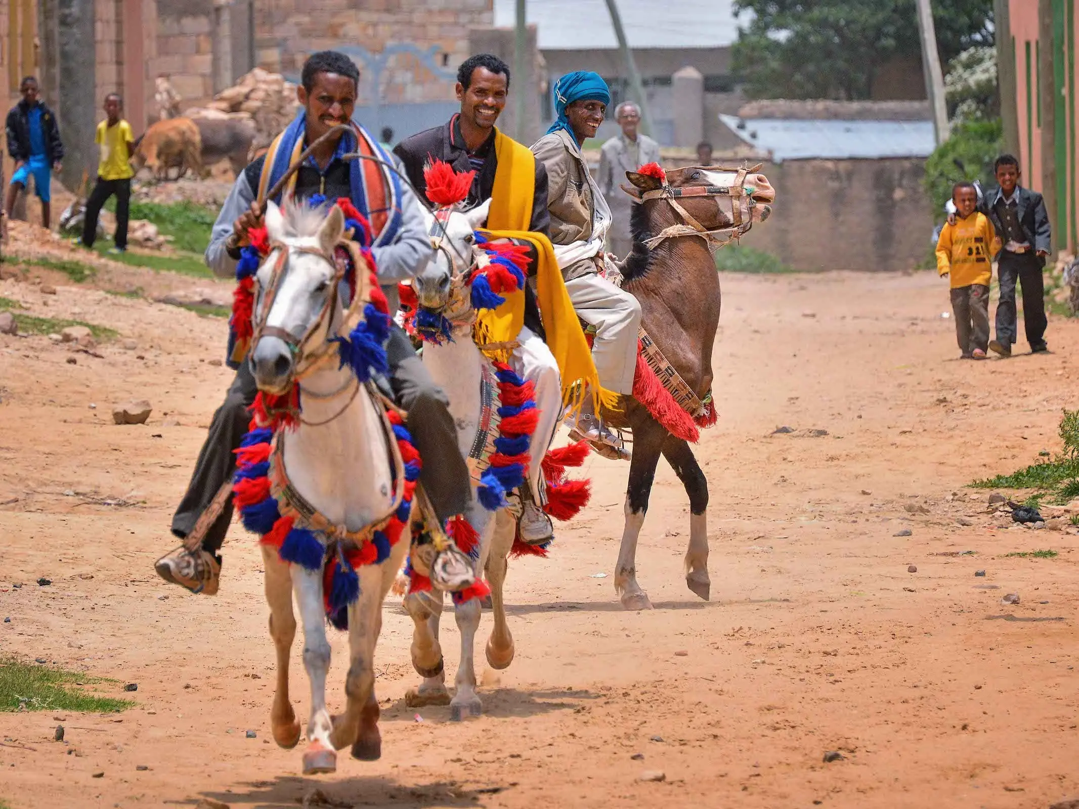 Selale or Oromo Horse