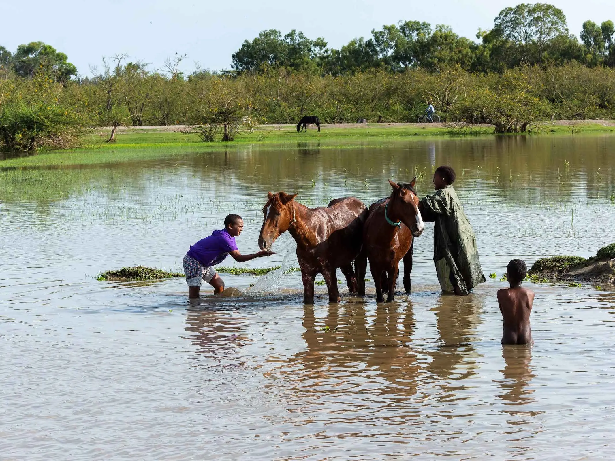 Selale or Oromo Horse