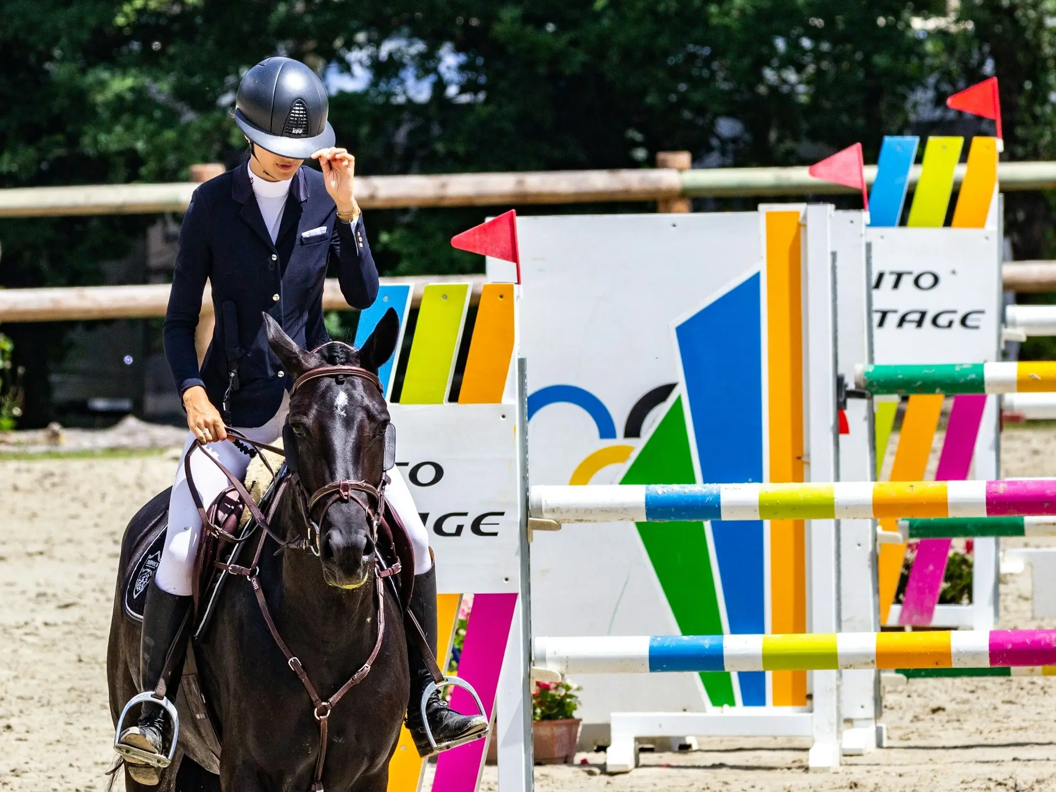 Selle Français Horse 