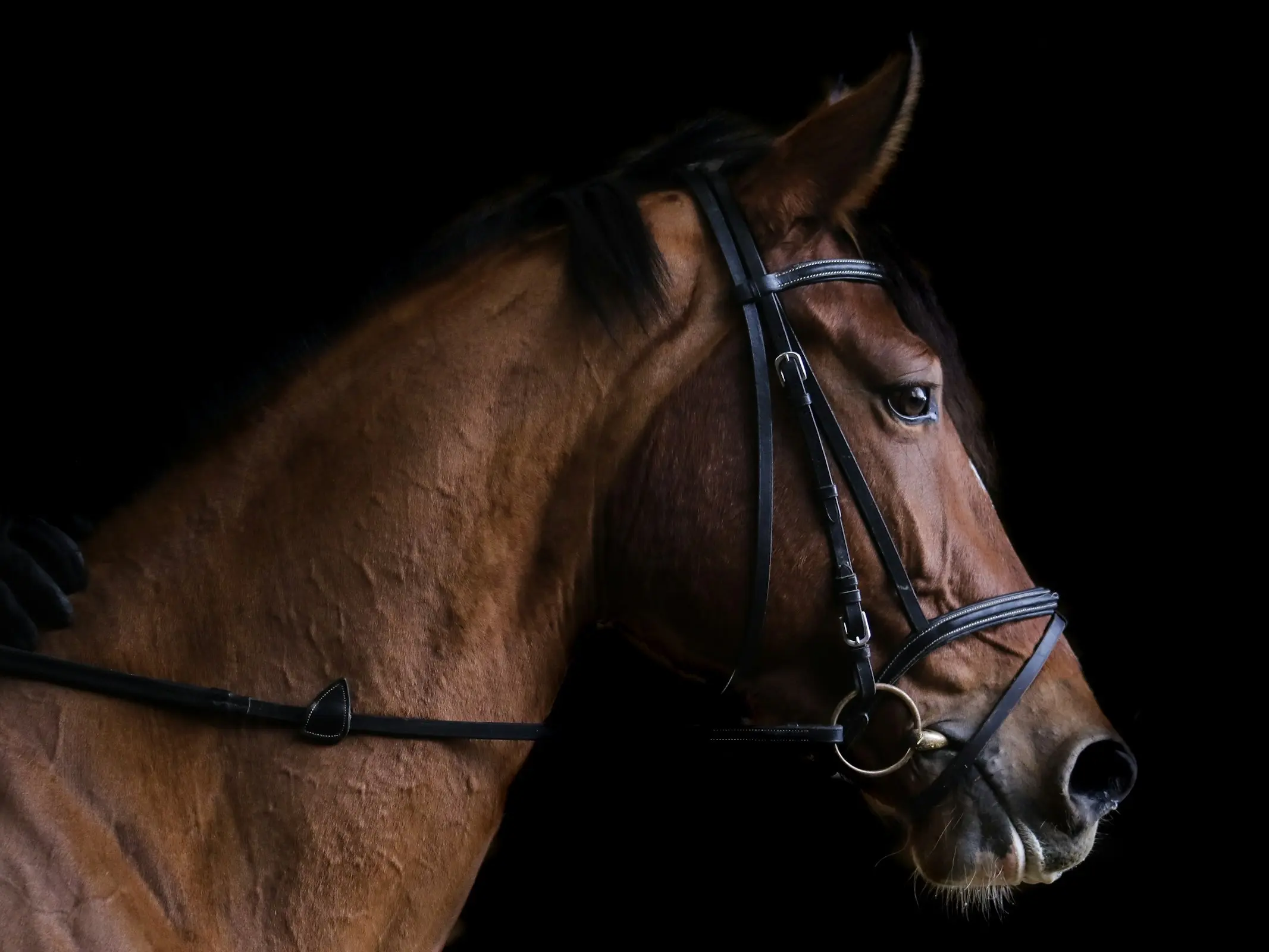 Selle Français Horse 