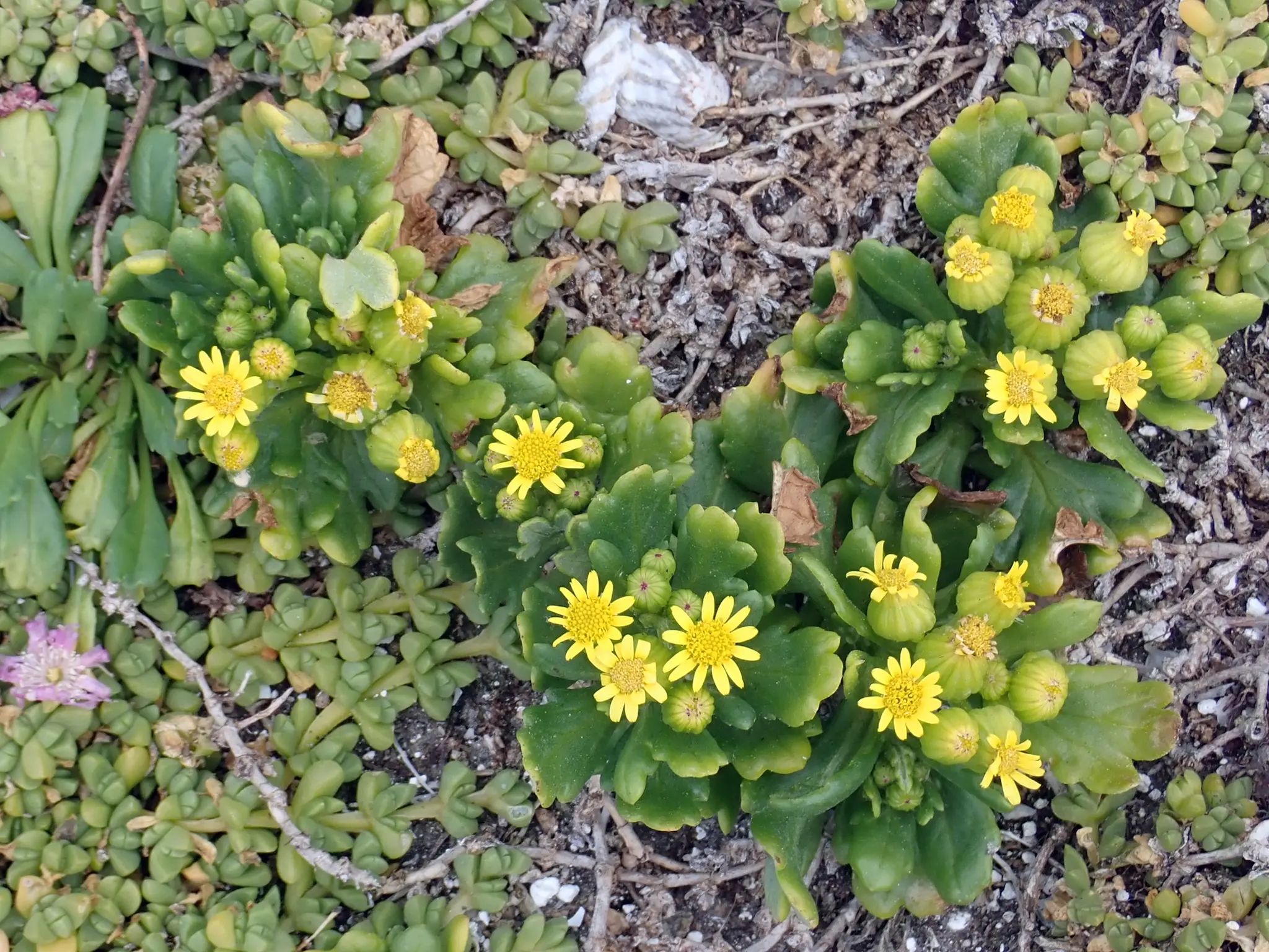 Yellowtop