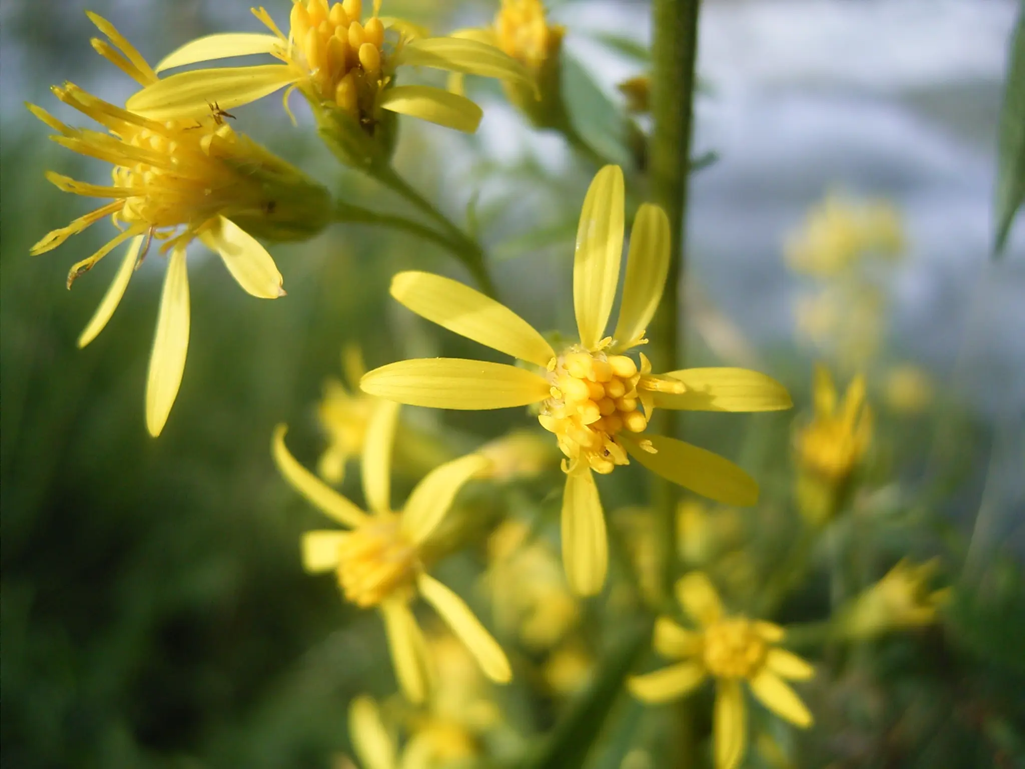 Groundsel