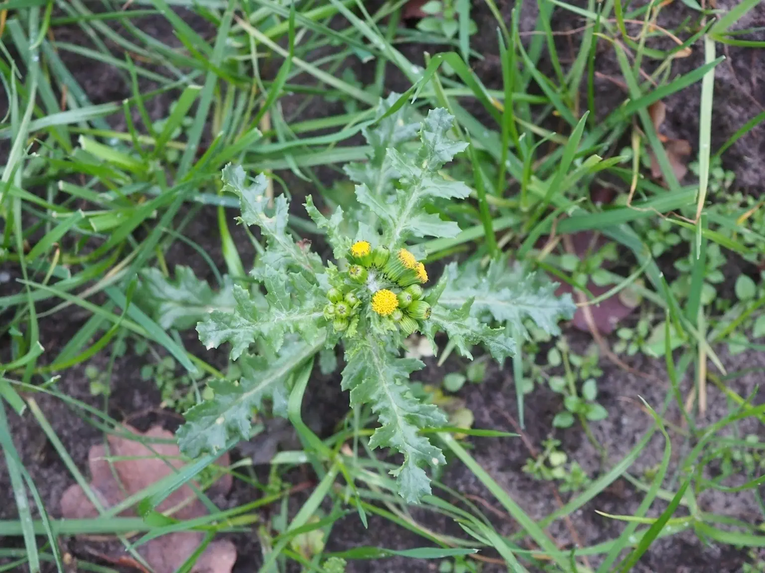 Groundsel