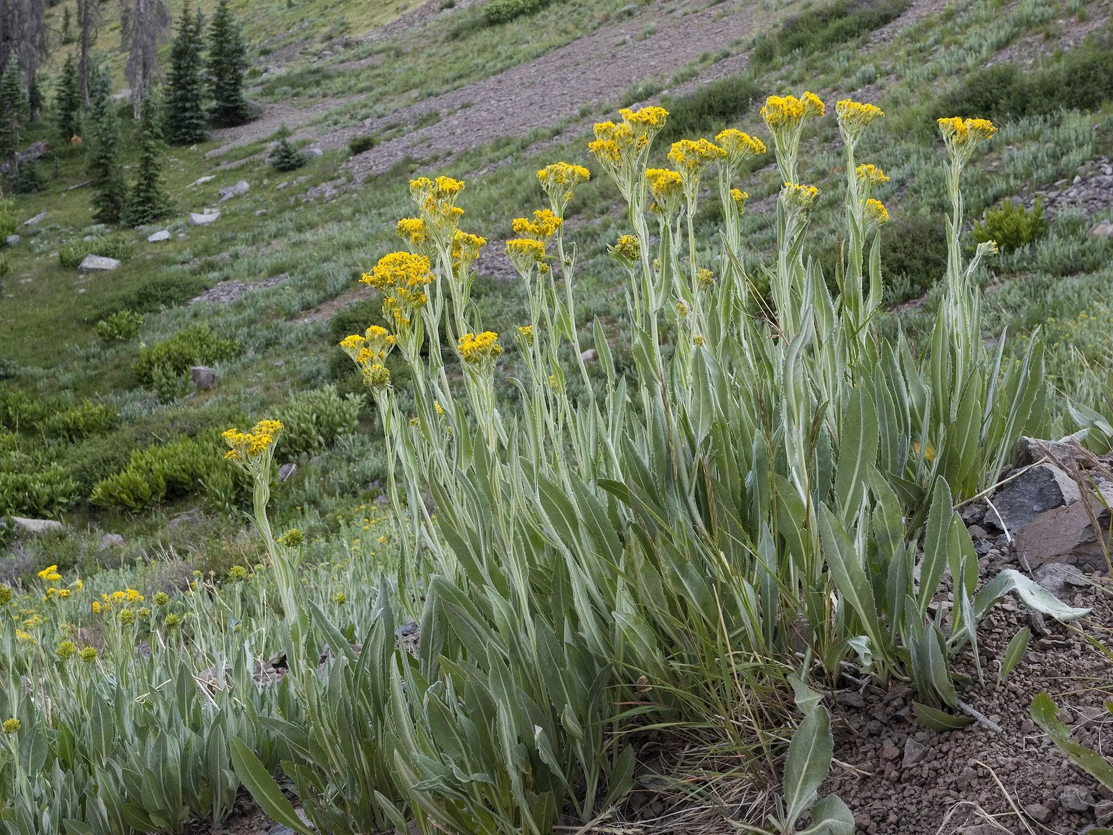 Groundsel