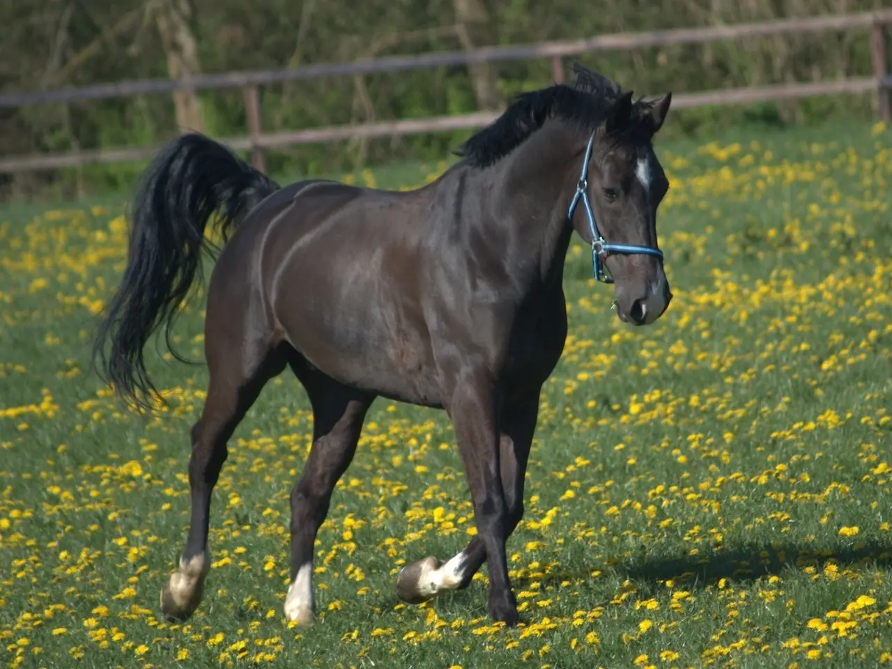 Shagya Arabian Horse