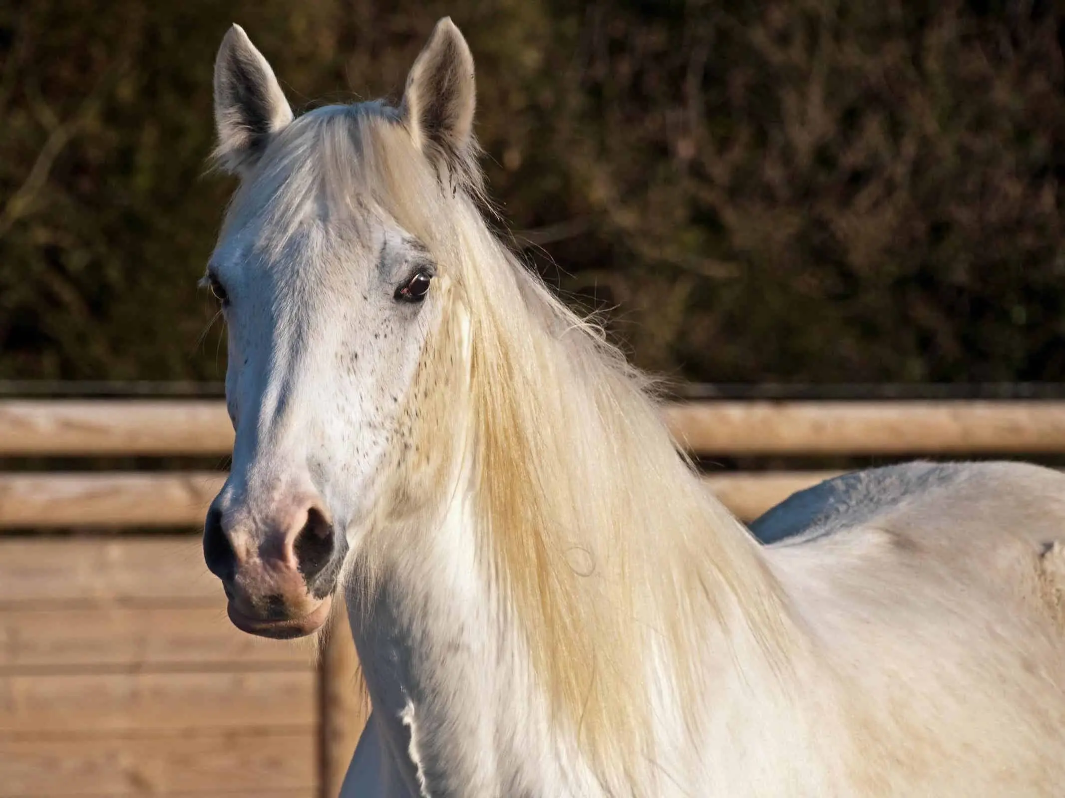 Shagya Arabian Horse