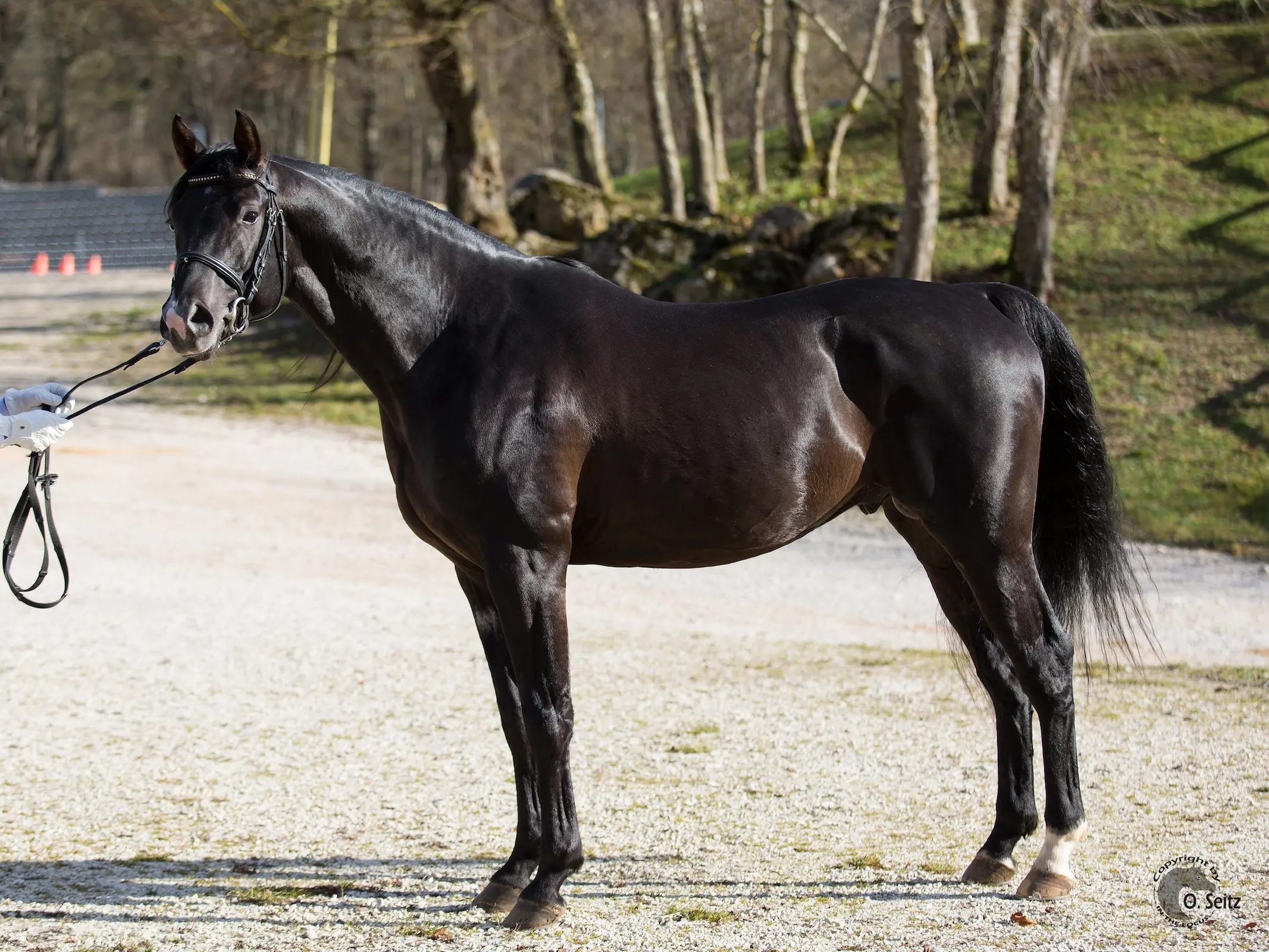 Shagya Arabian Horse