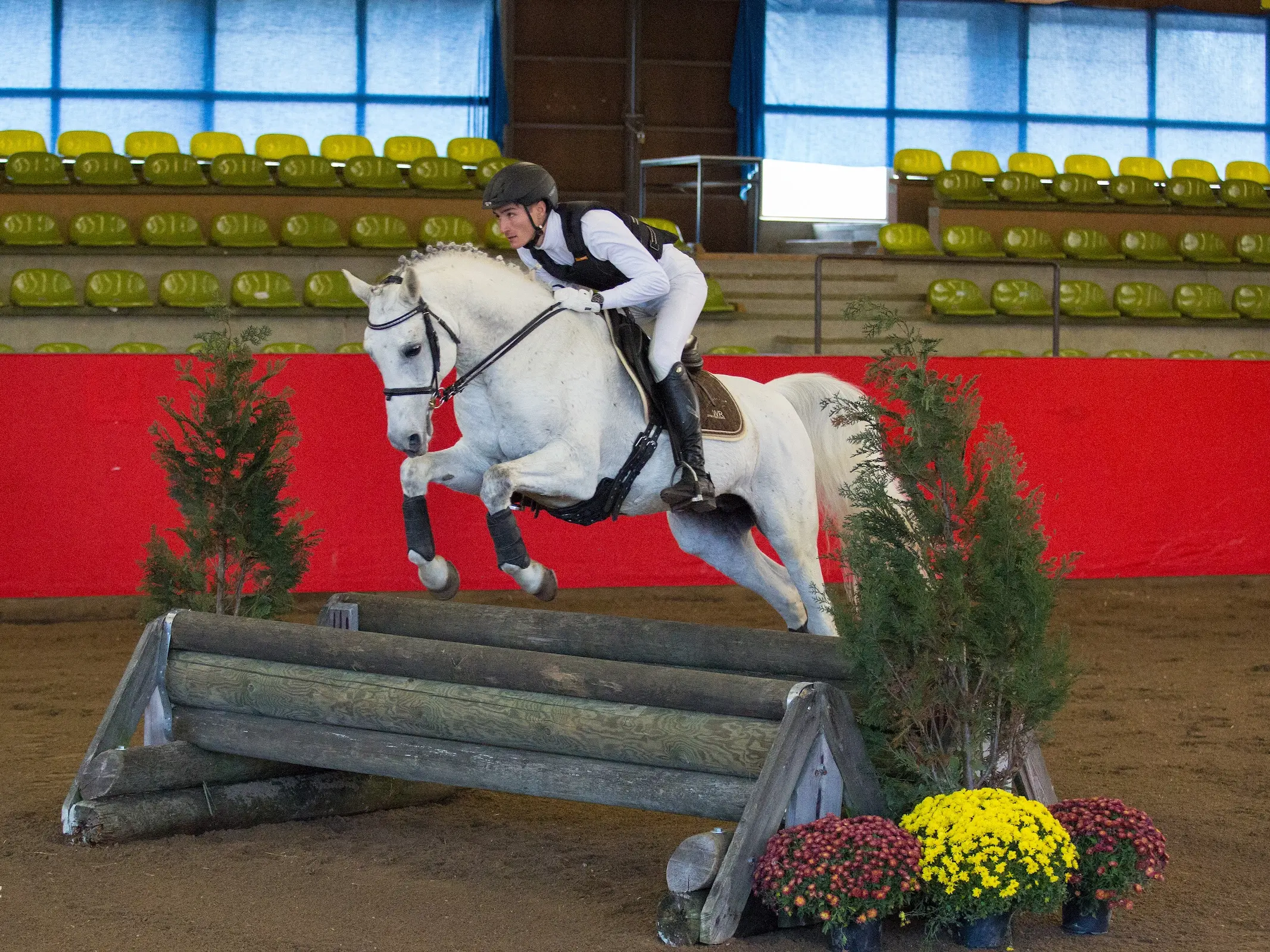 Shagya Arabian Horse