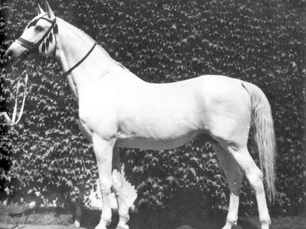 Shagya Arabian Horse