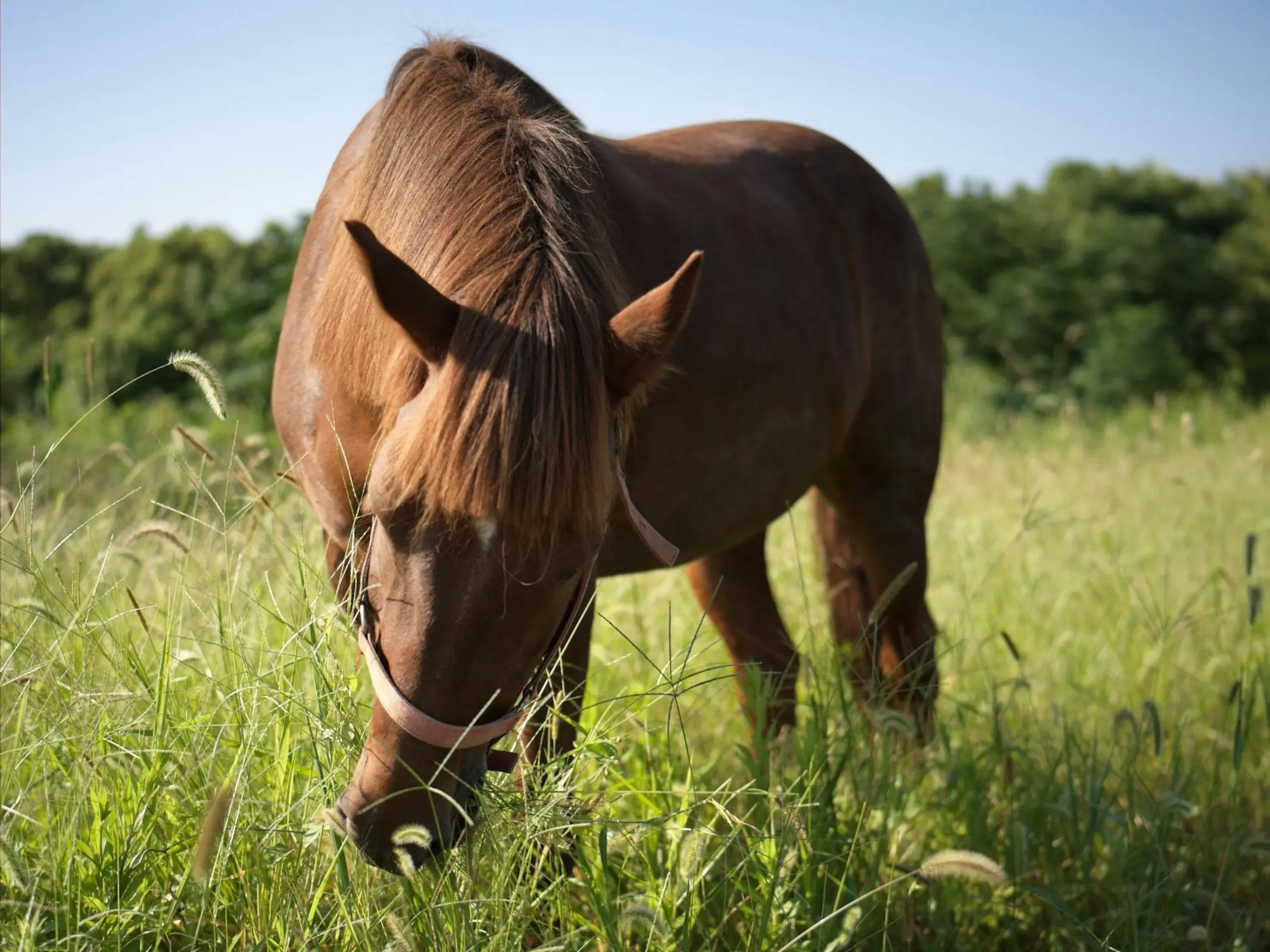 Sandan Horse