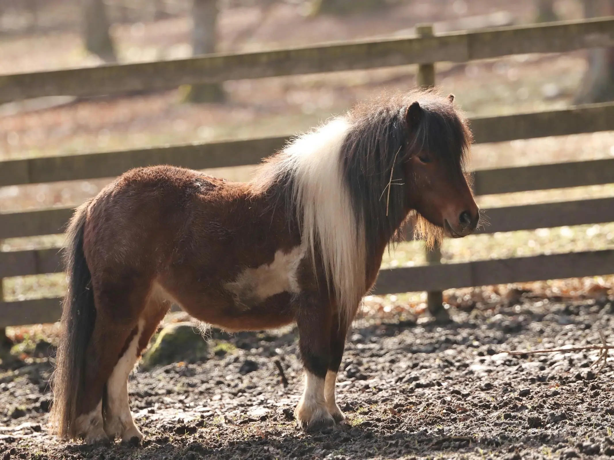 Shetland Pony