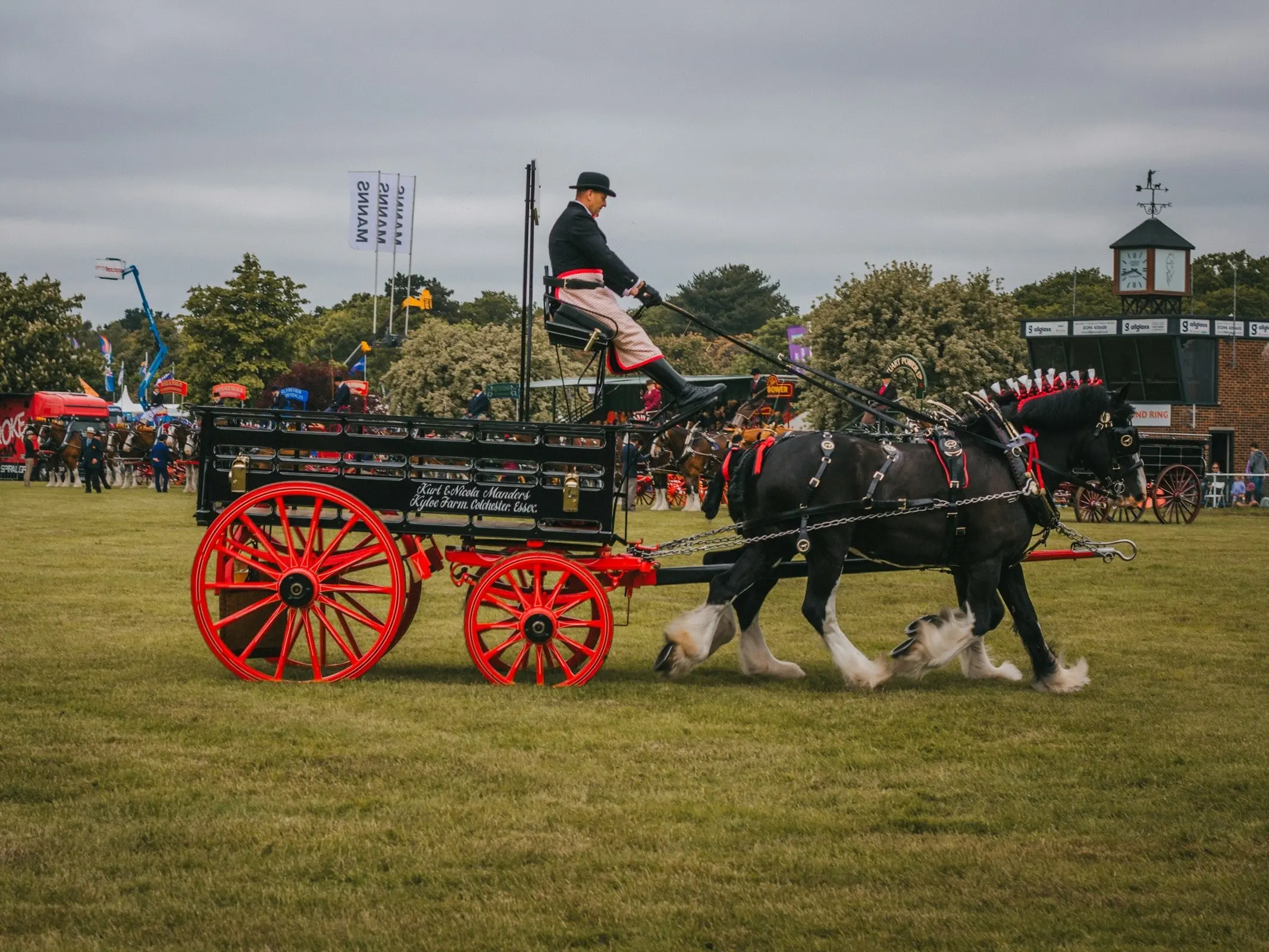 Shire Horse