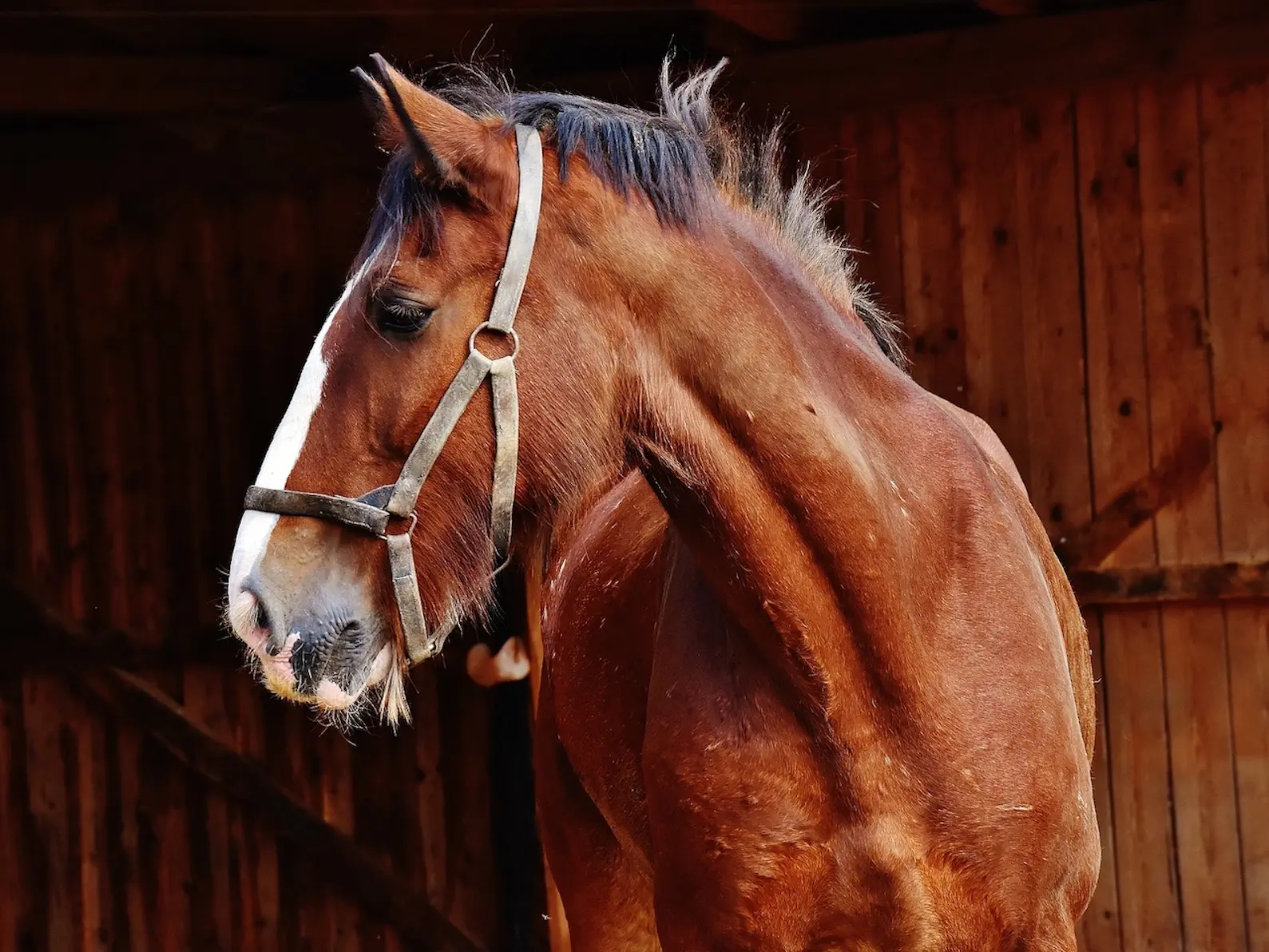 Shire Horse