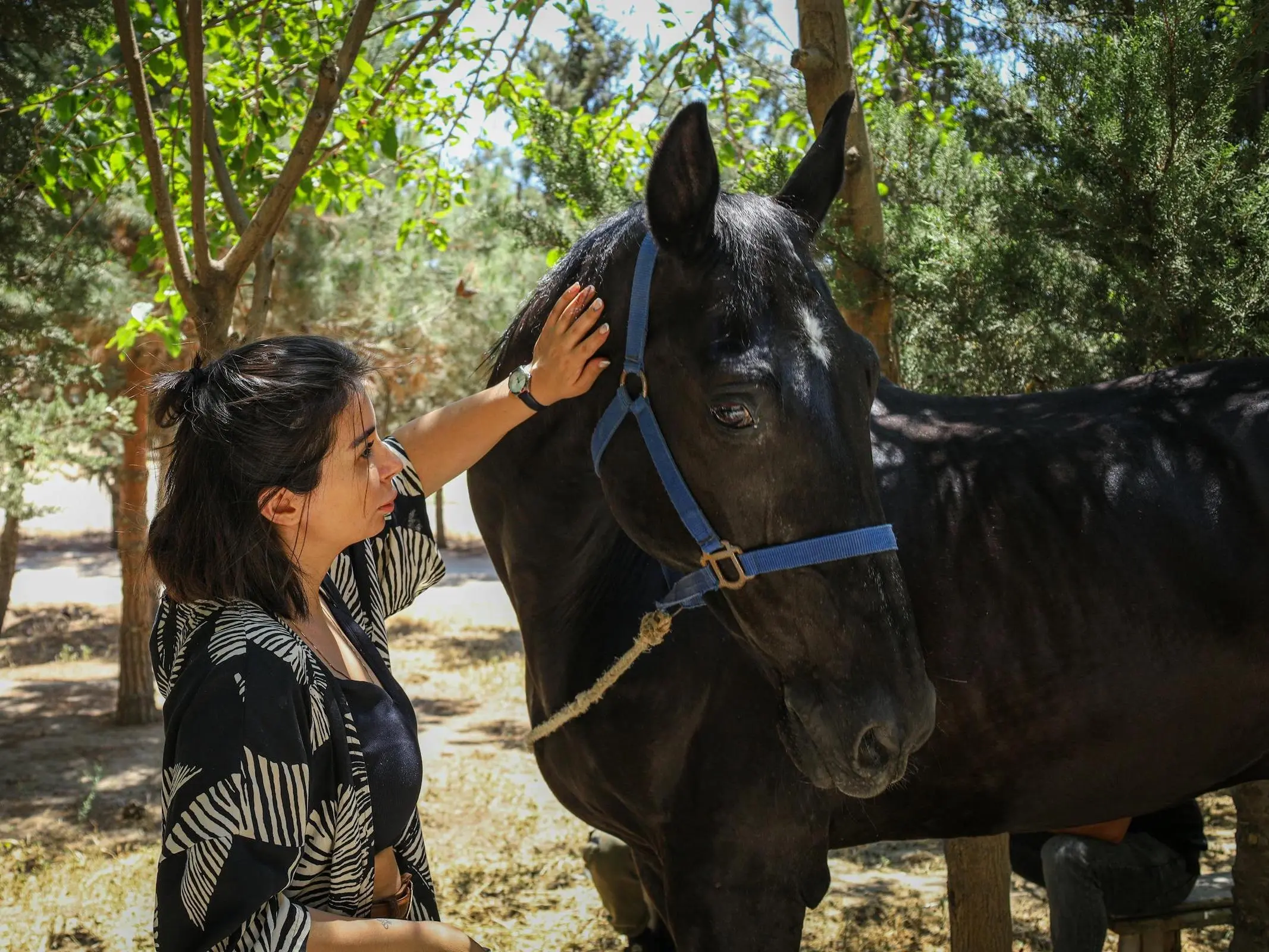 Shirvan Horse