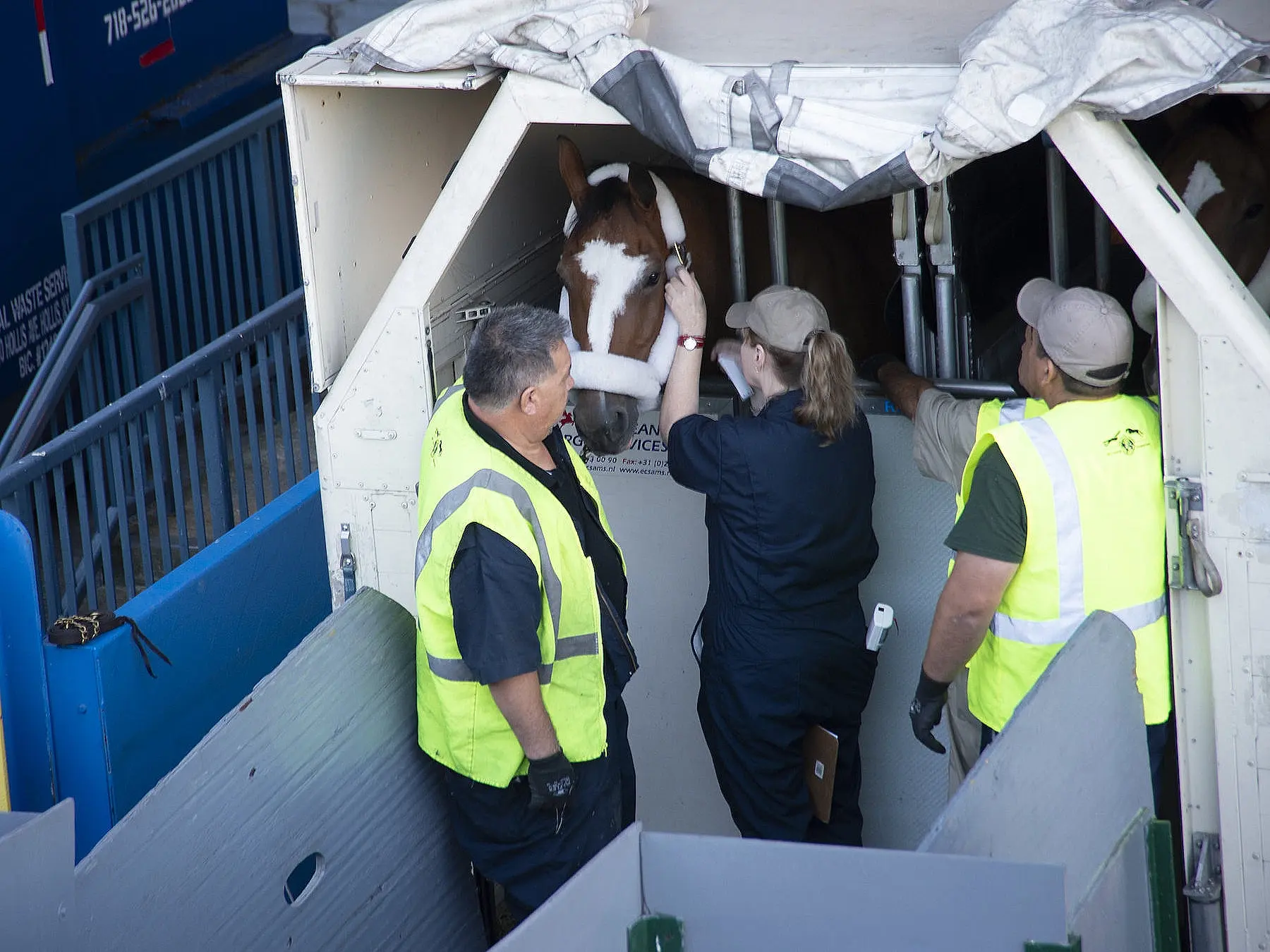 Woman standing with horse in a trailer