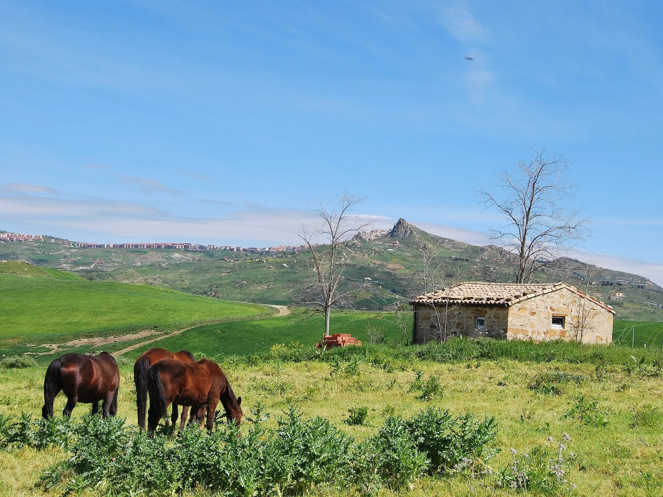 Sicilian 1Horse