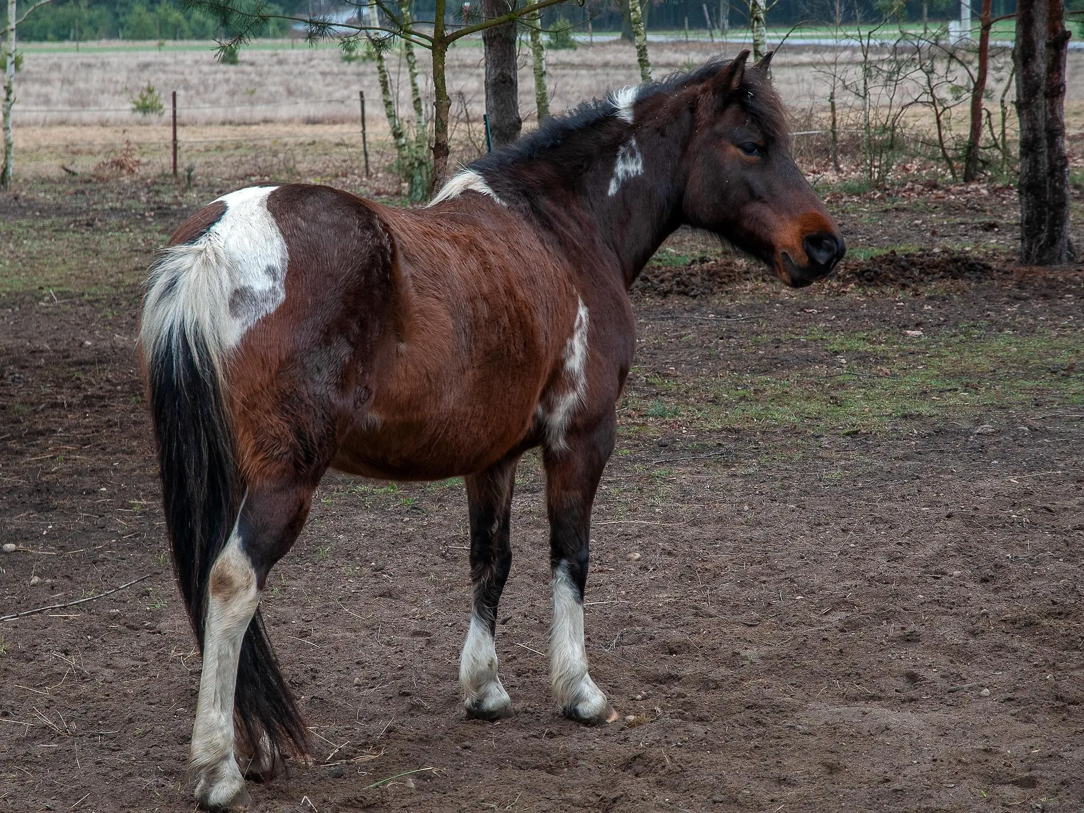 Silesian Horse