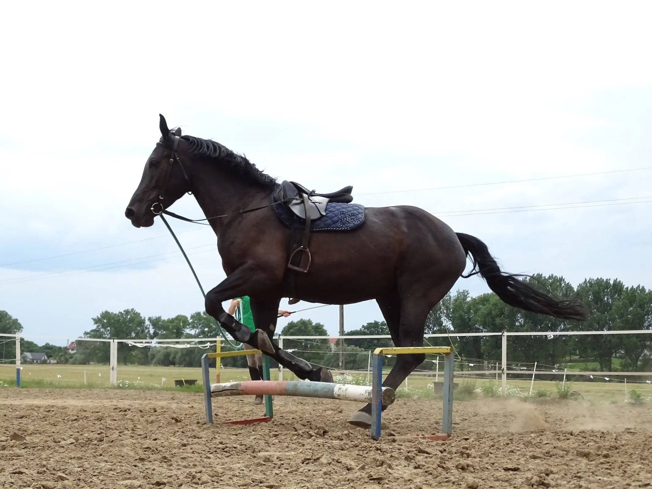 Silesian Horse