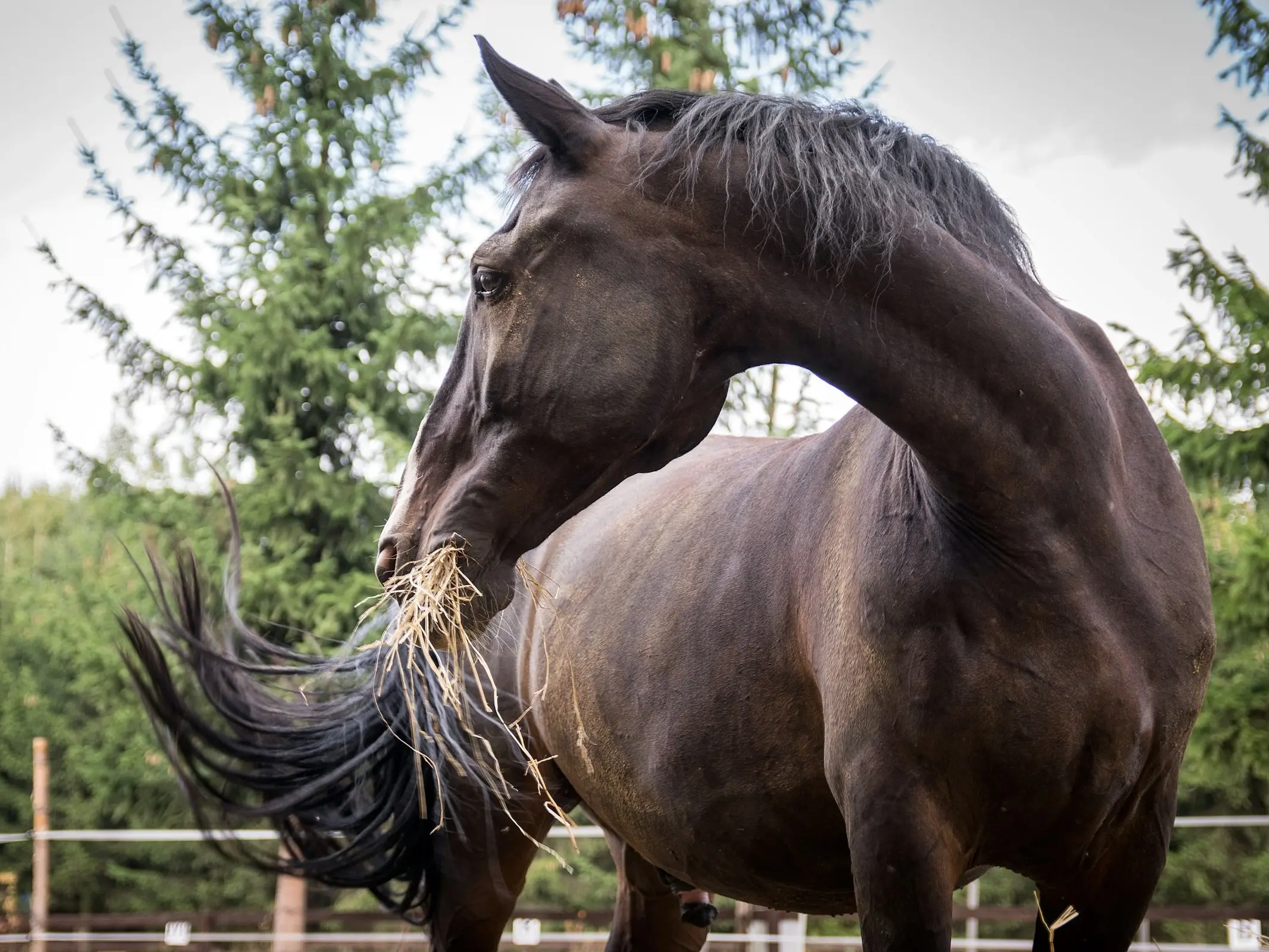 Silesian Horse