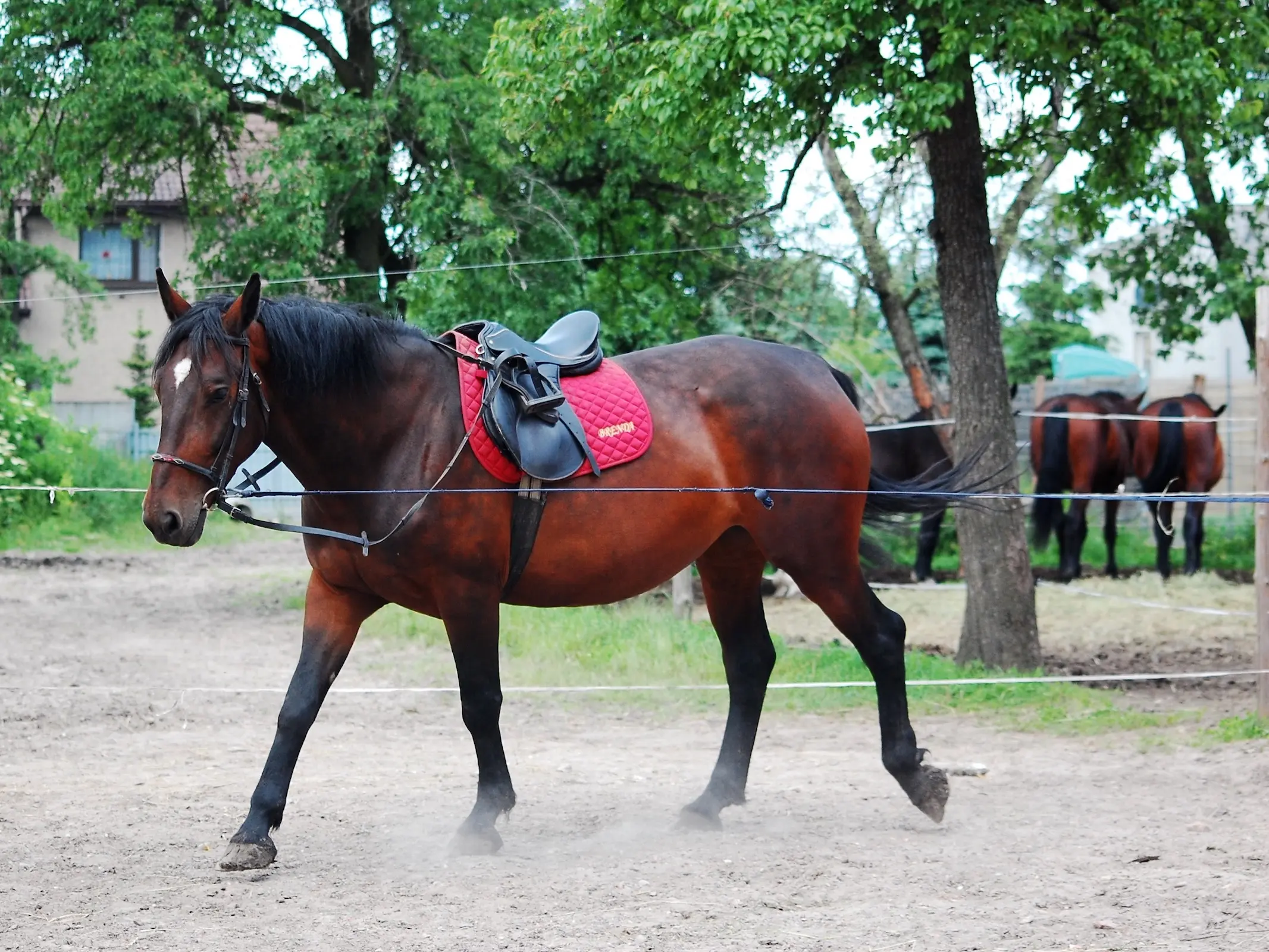 Silesian Horse