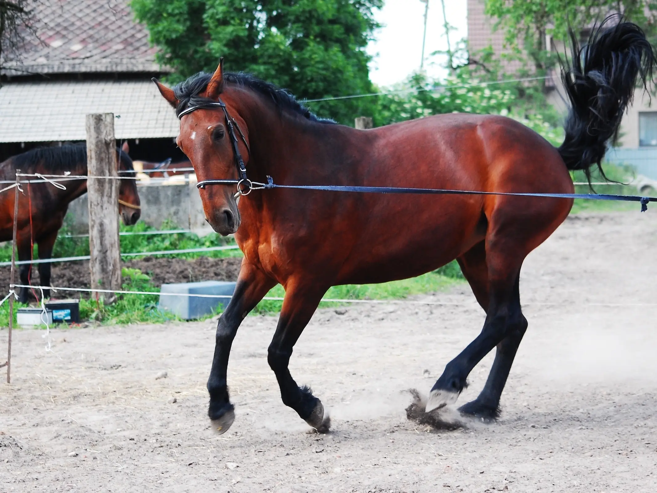 Silesian Horse