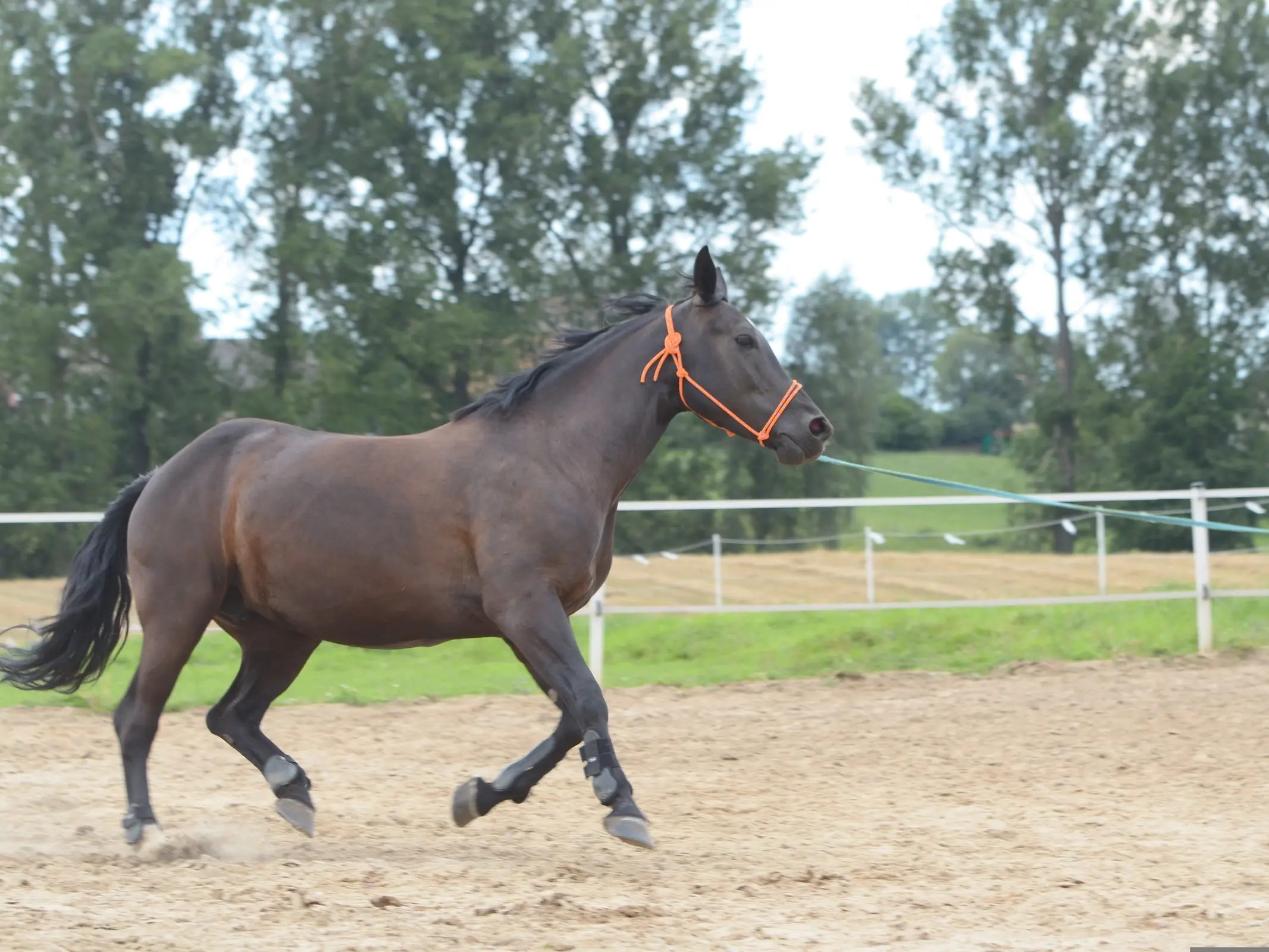 Silesian Horse