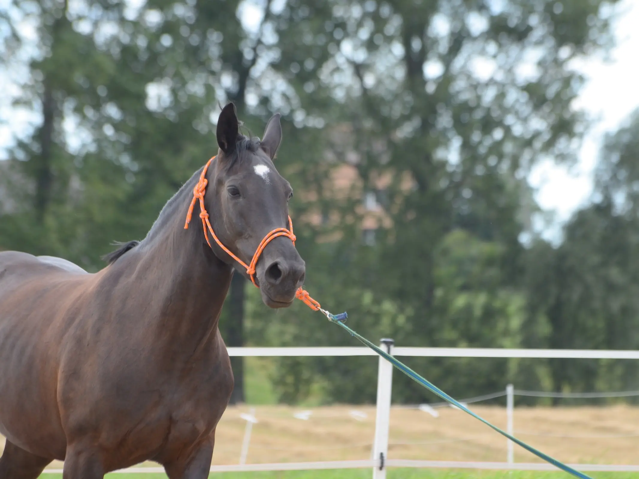 Silesian Horse