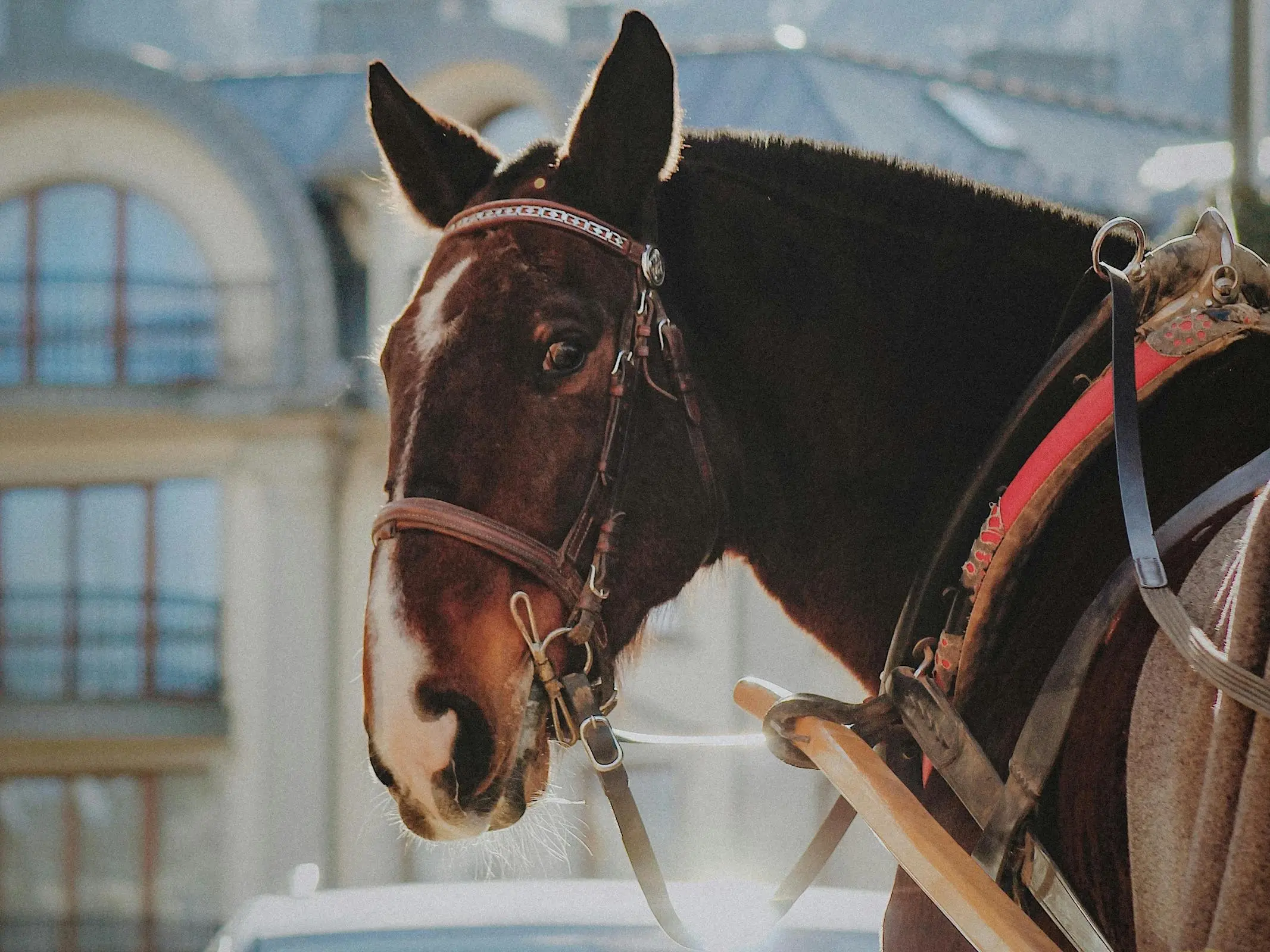 Silesian Old Type Horse