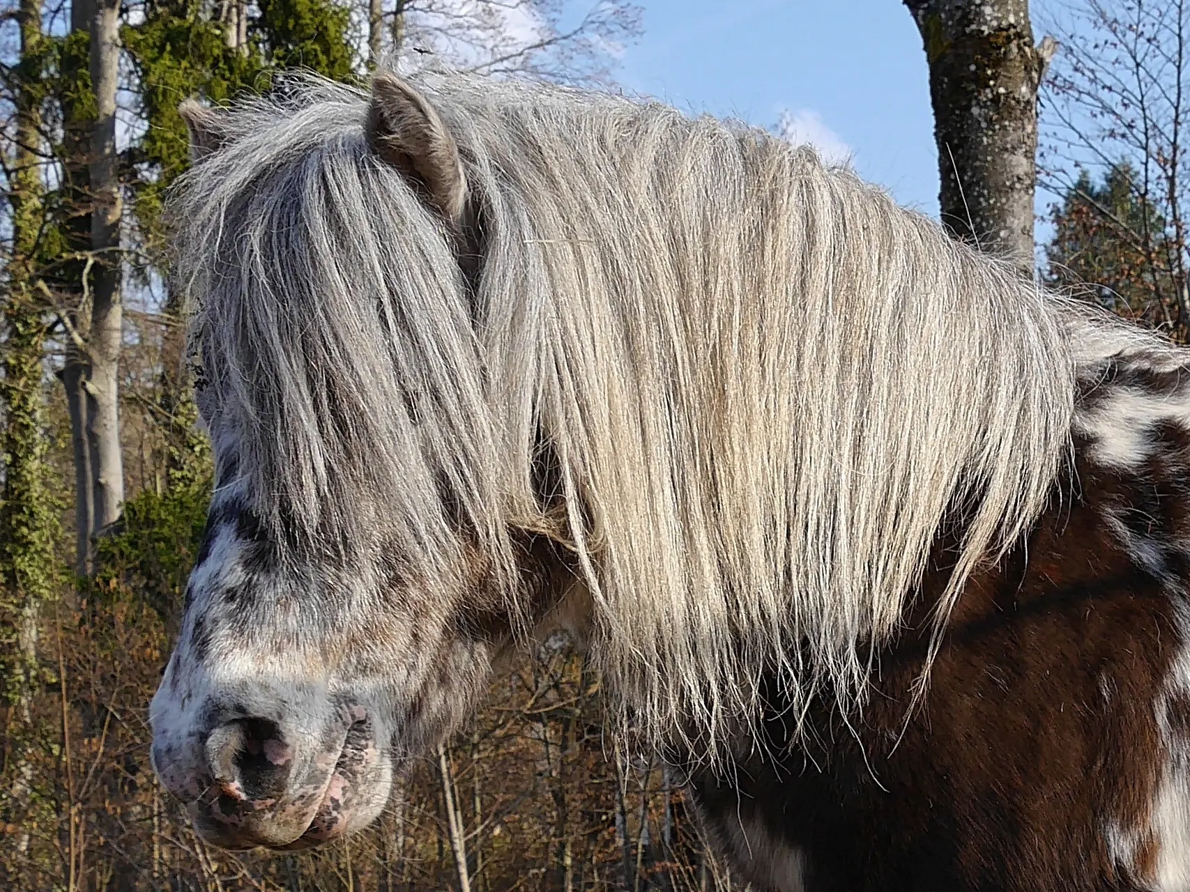 Silver Appaloosa