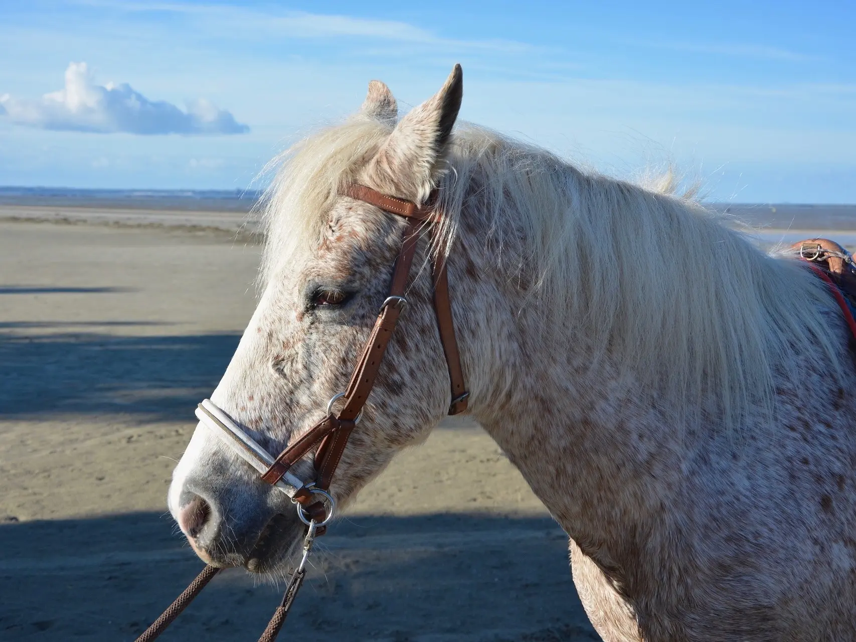 Silver appaloosa horse