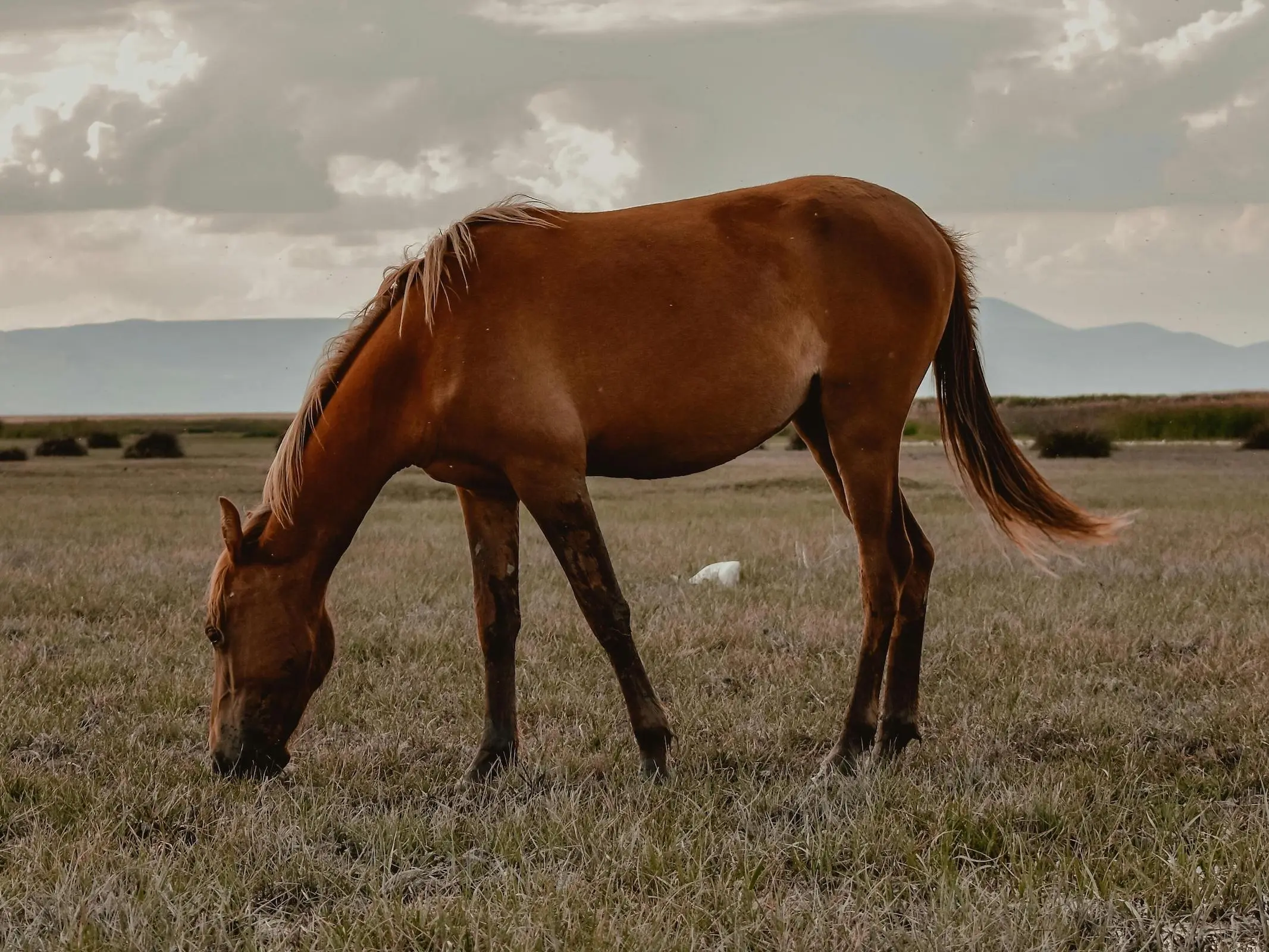 Red dapple horse