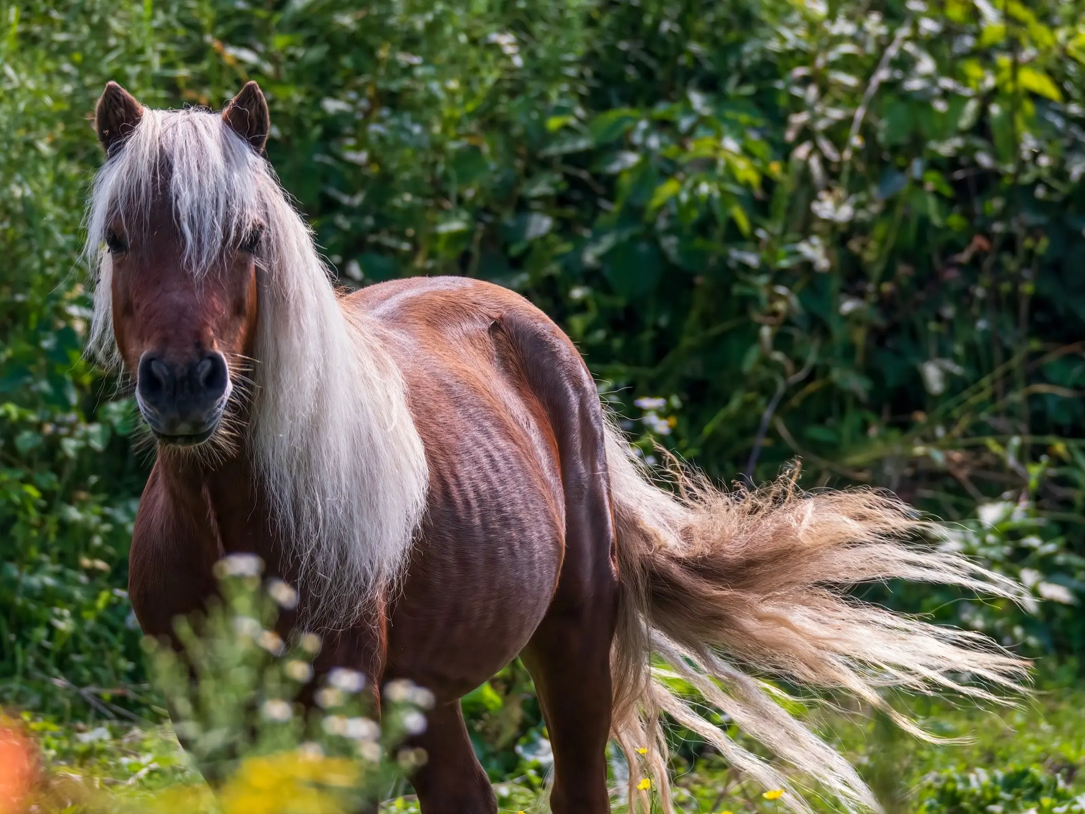 Red dapple horse