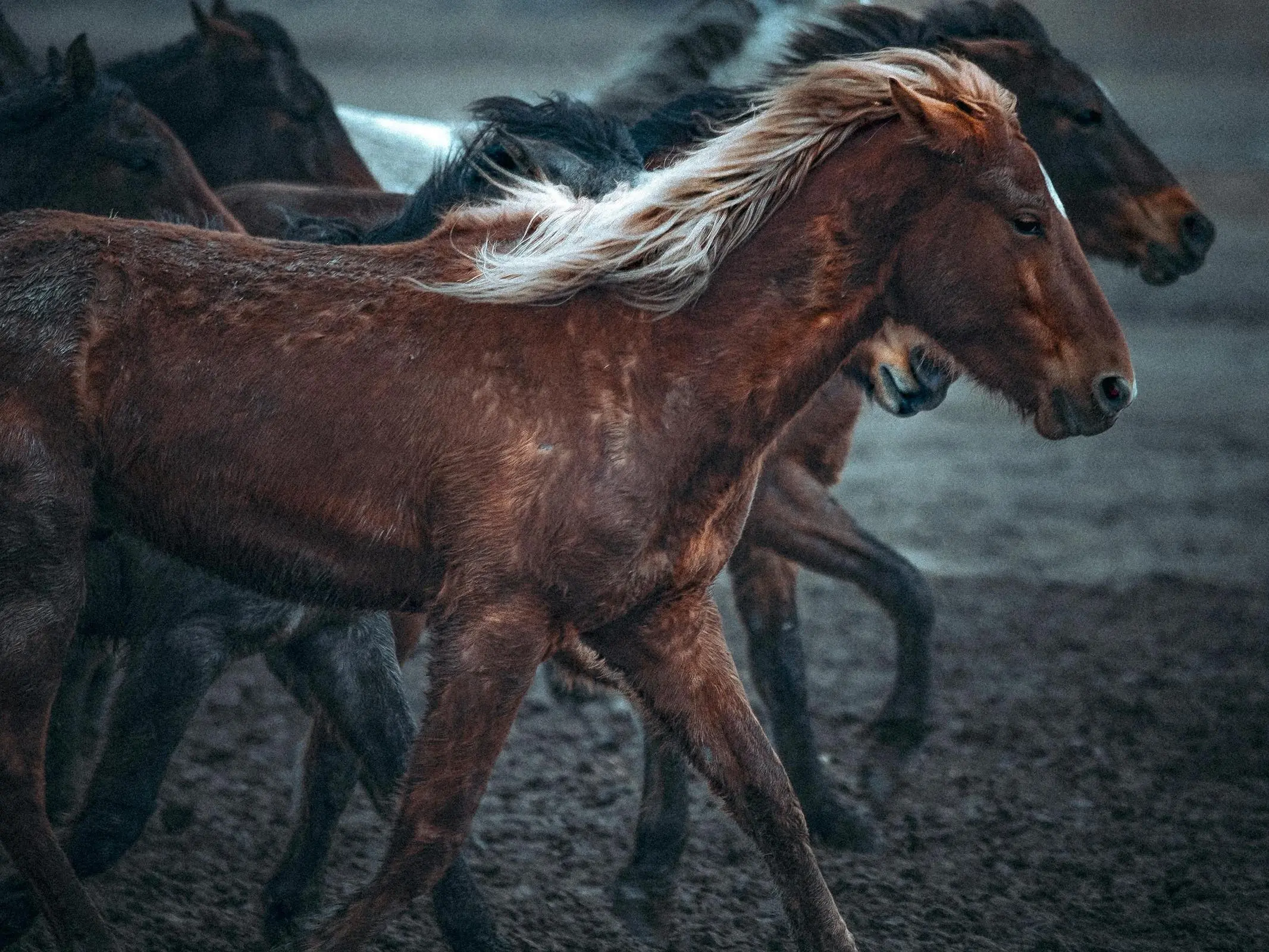 Red dapple horse